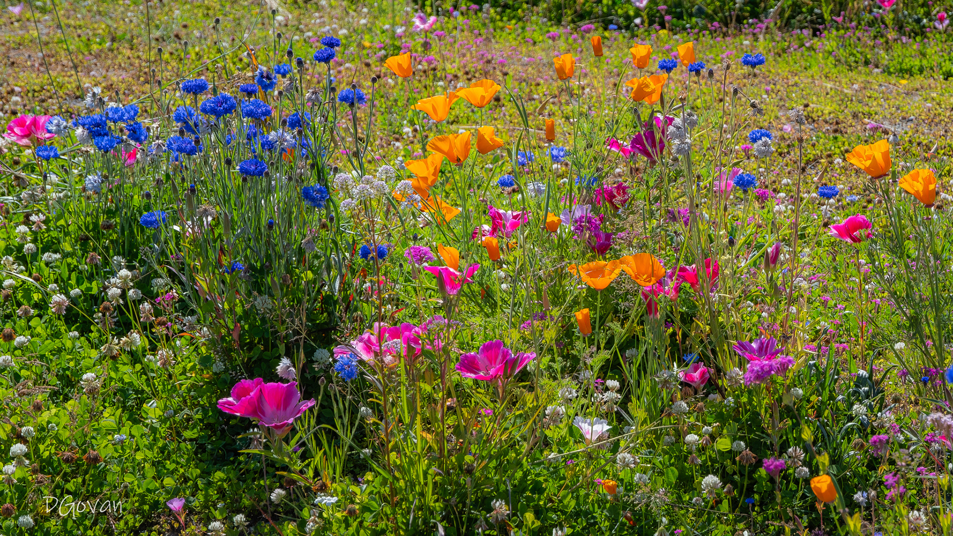 Wildflowers