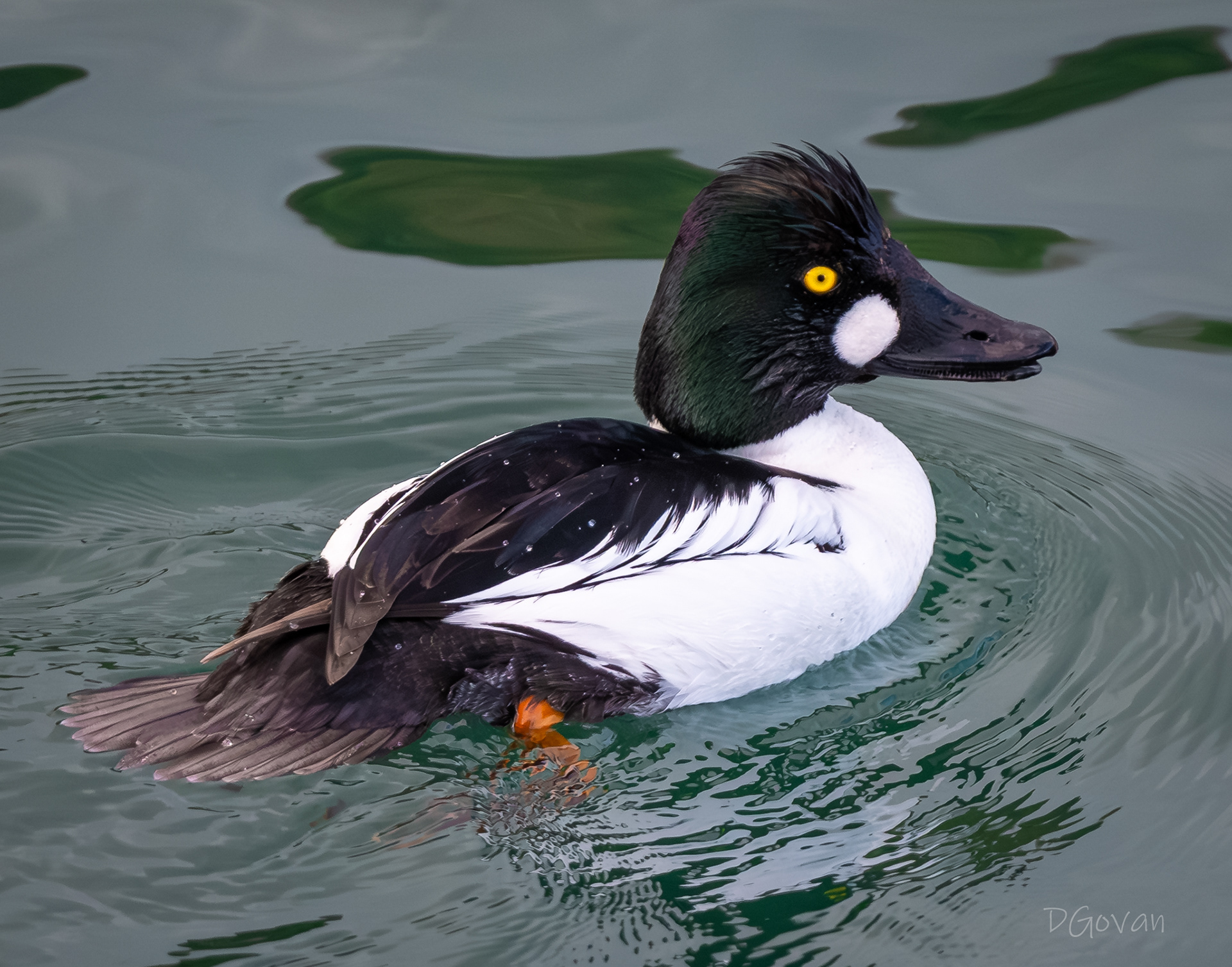 Goldeneye Drake