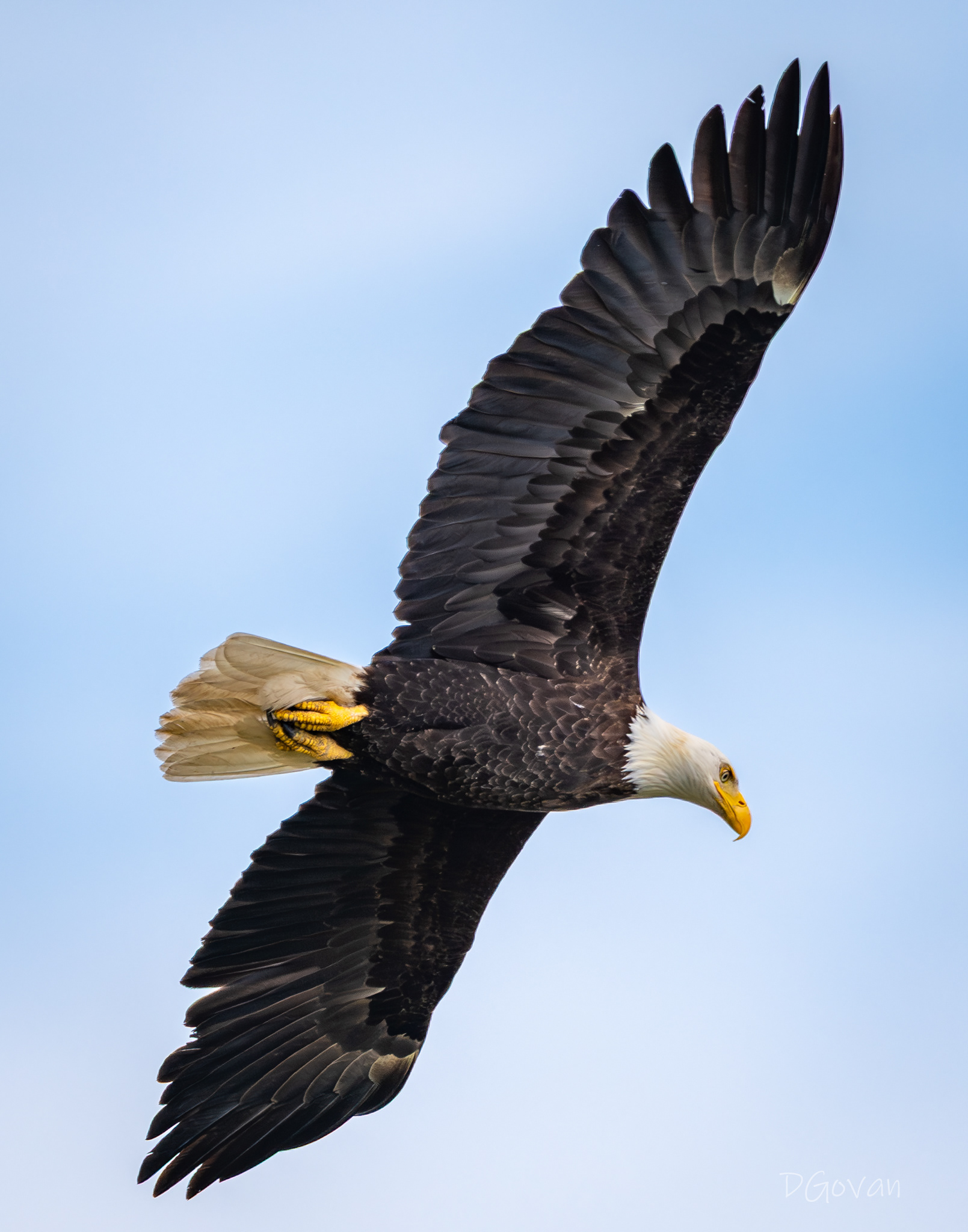 Eagle Eye