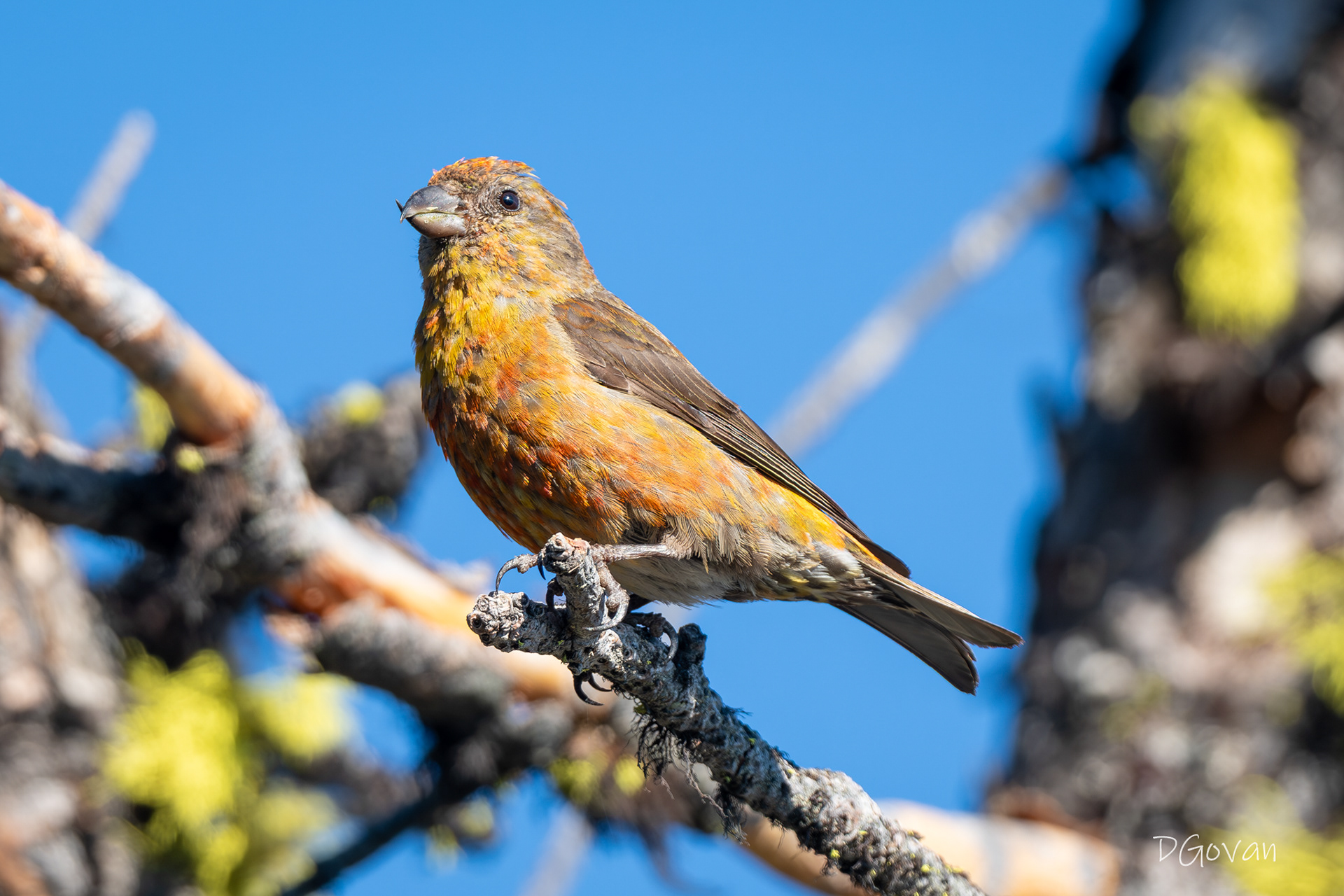 Red Crossbill Male