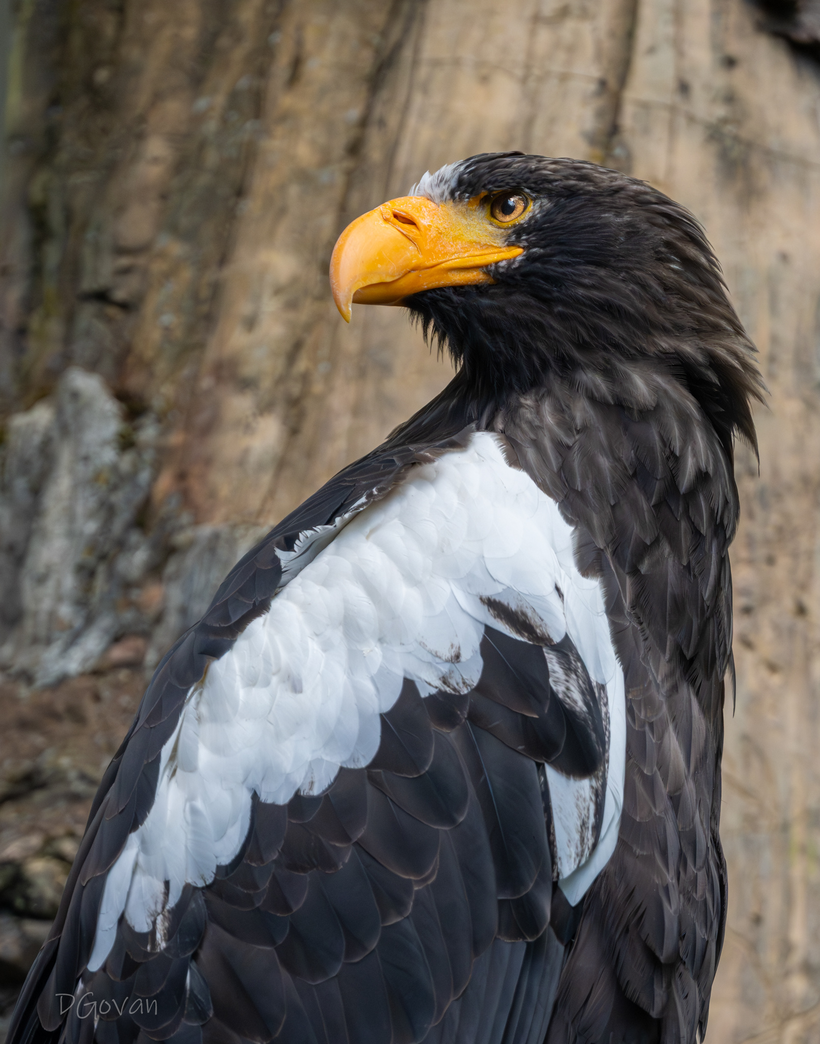 Steller's Sea Eagle