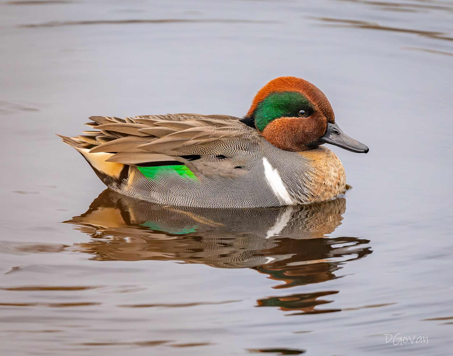 Green Teal