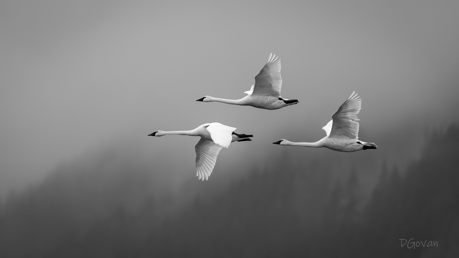 Trumpeter Swans
