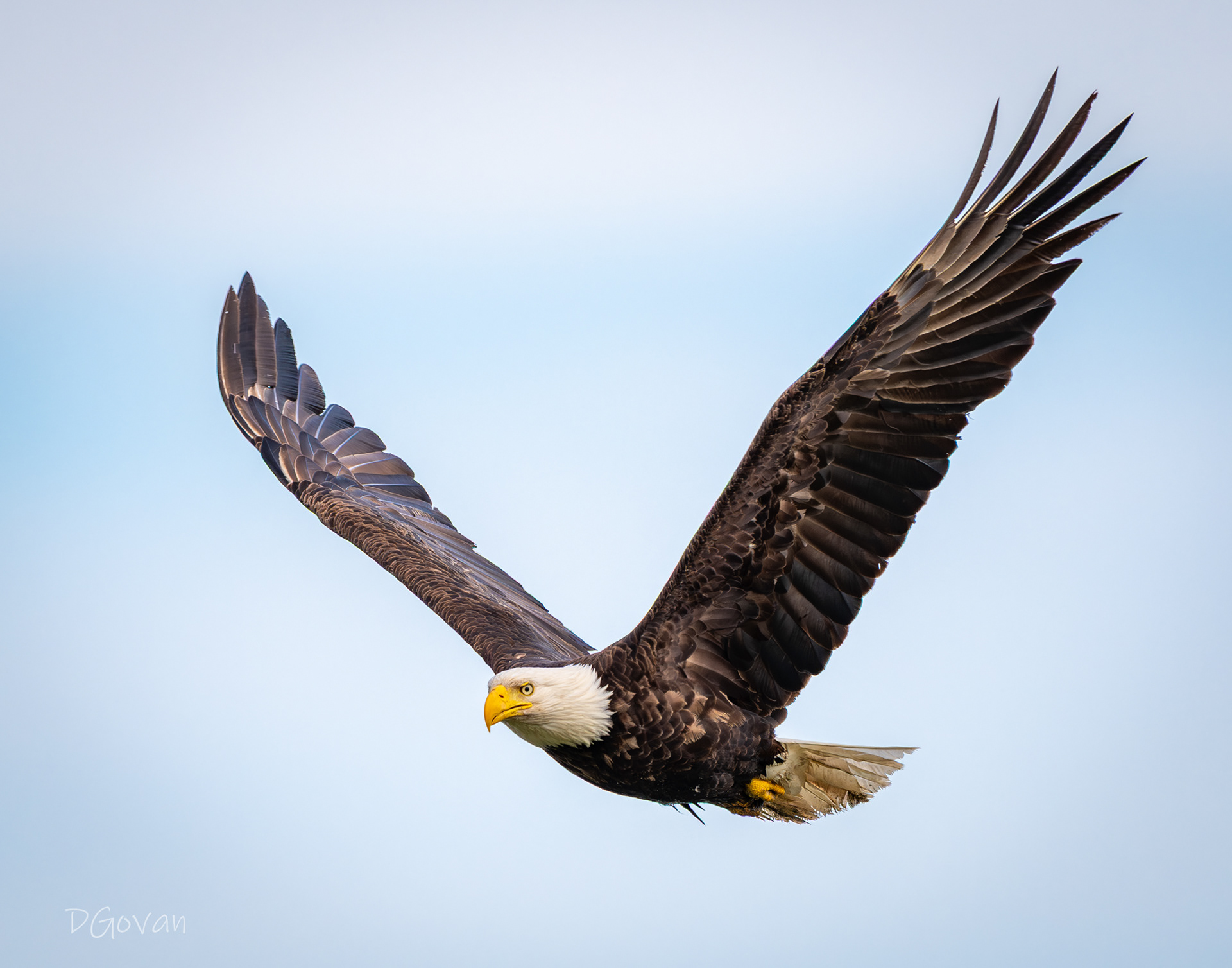 Soaring
