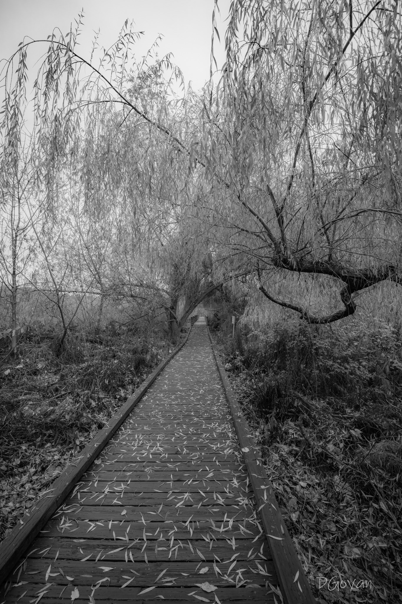 Board Walk