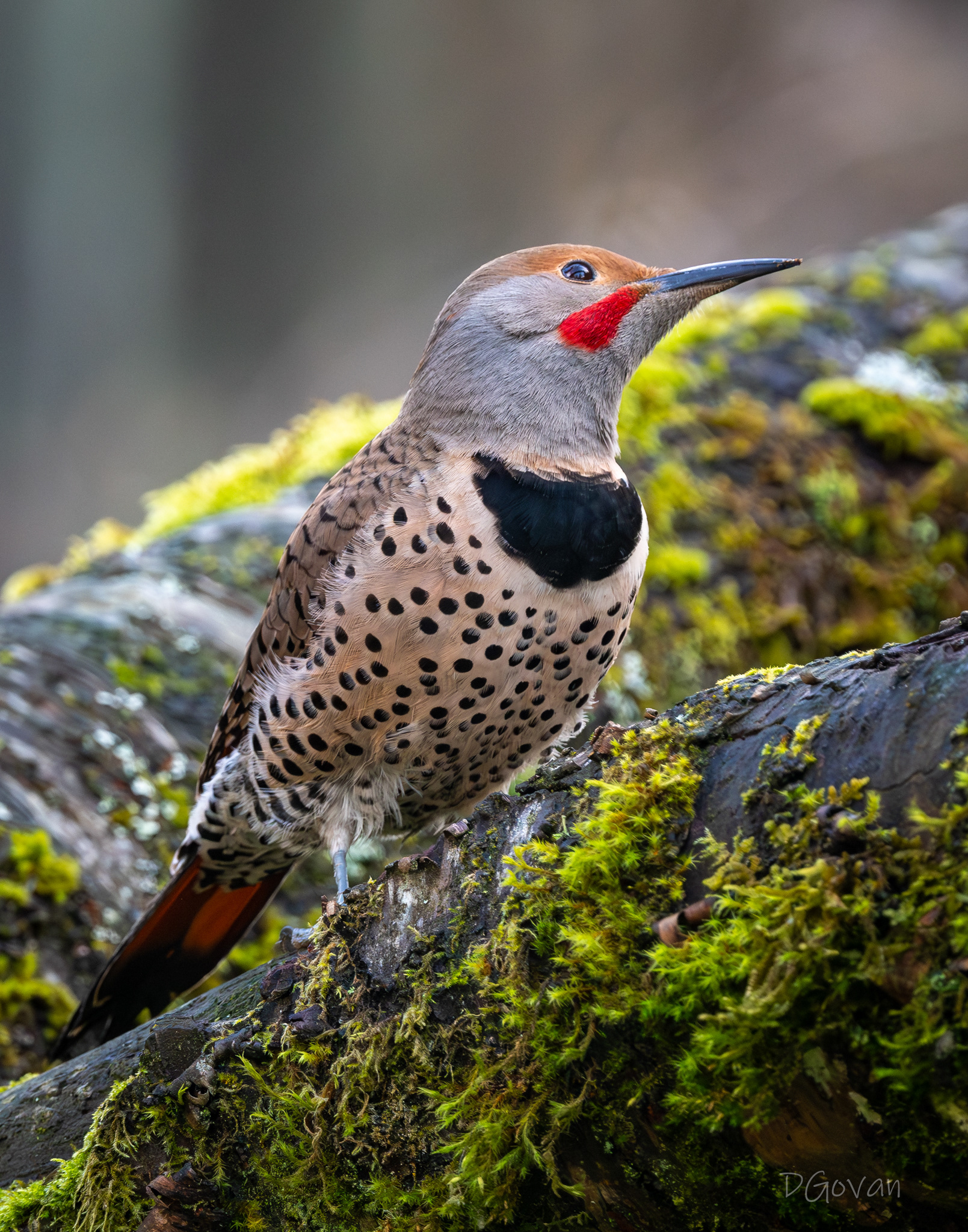 Northern Flicker