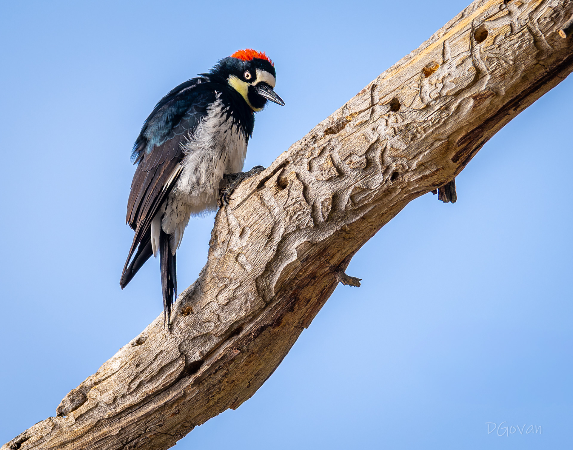 Acorn Woodpecker