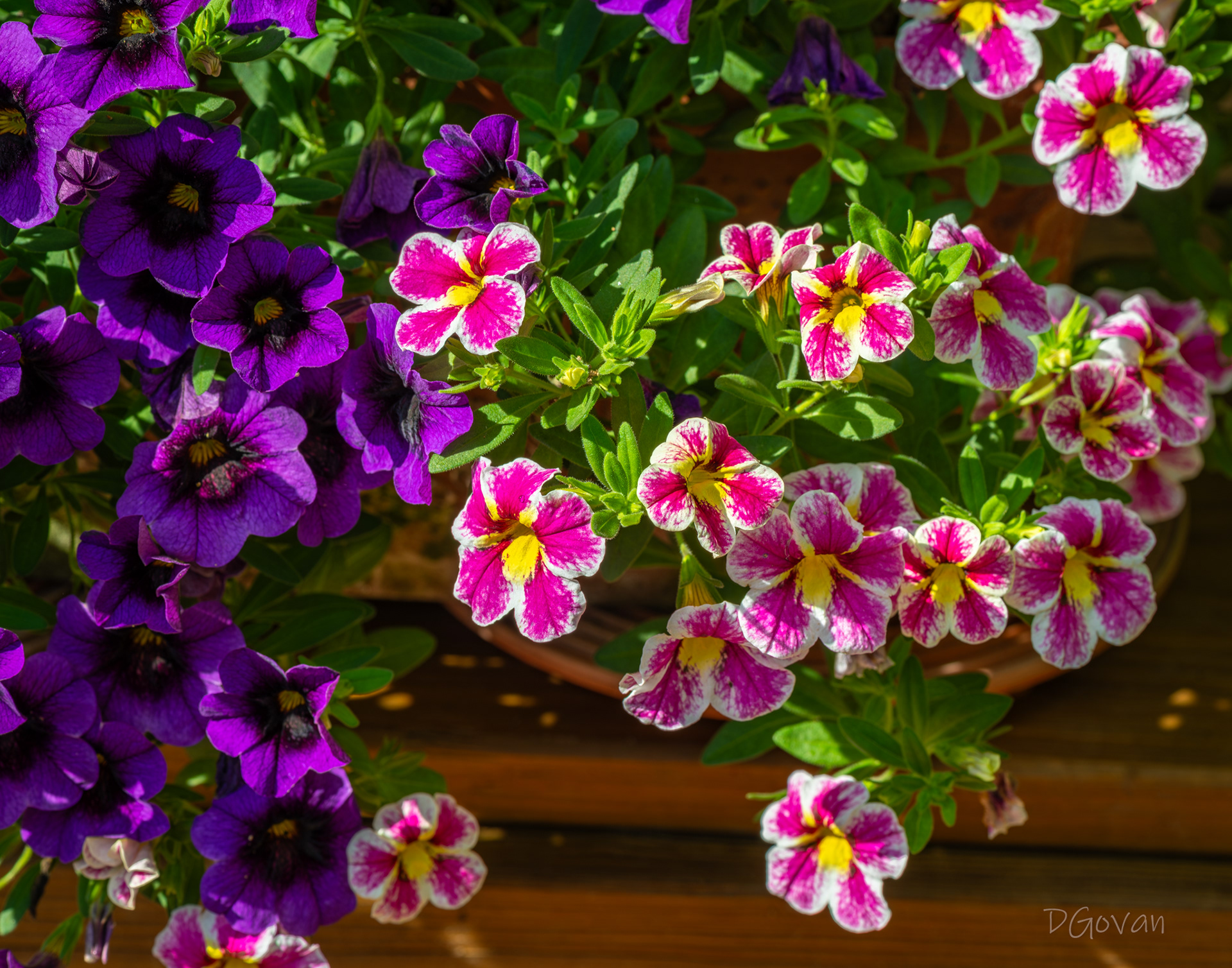 Calibrachoa & Million Bells