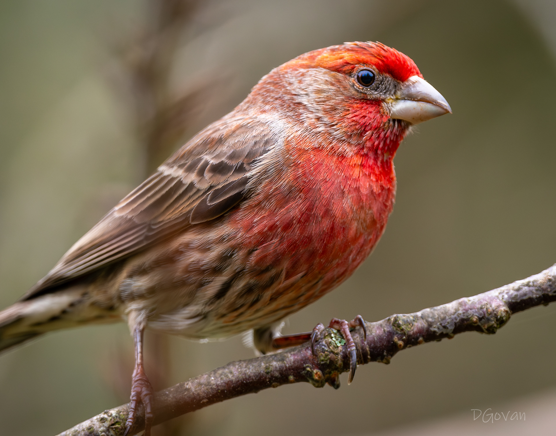 House Finch