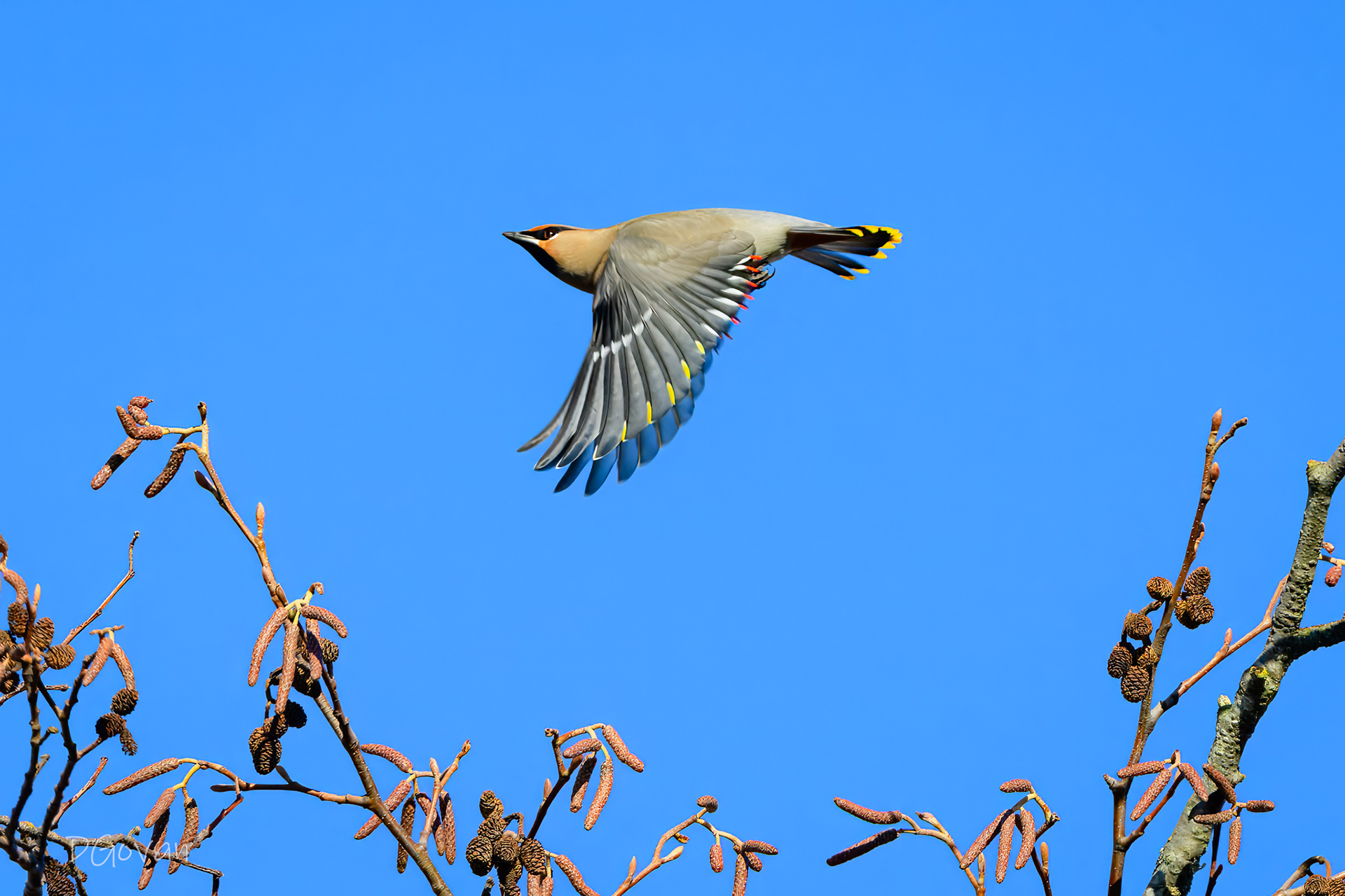 Bohemian Waxwing
