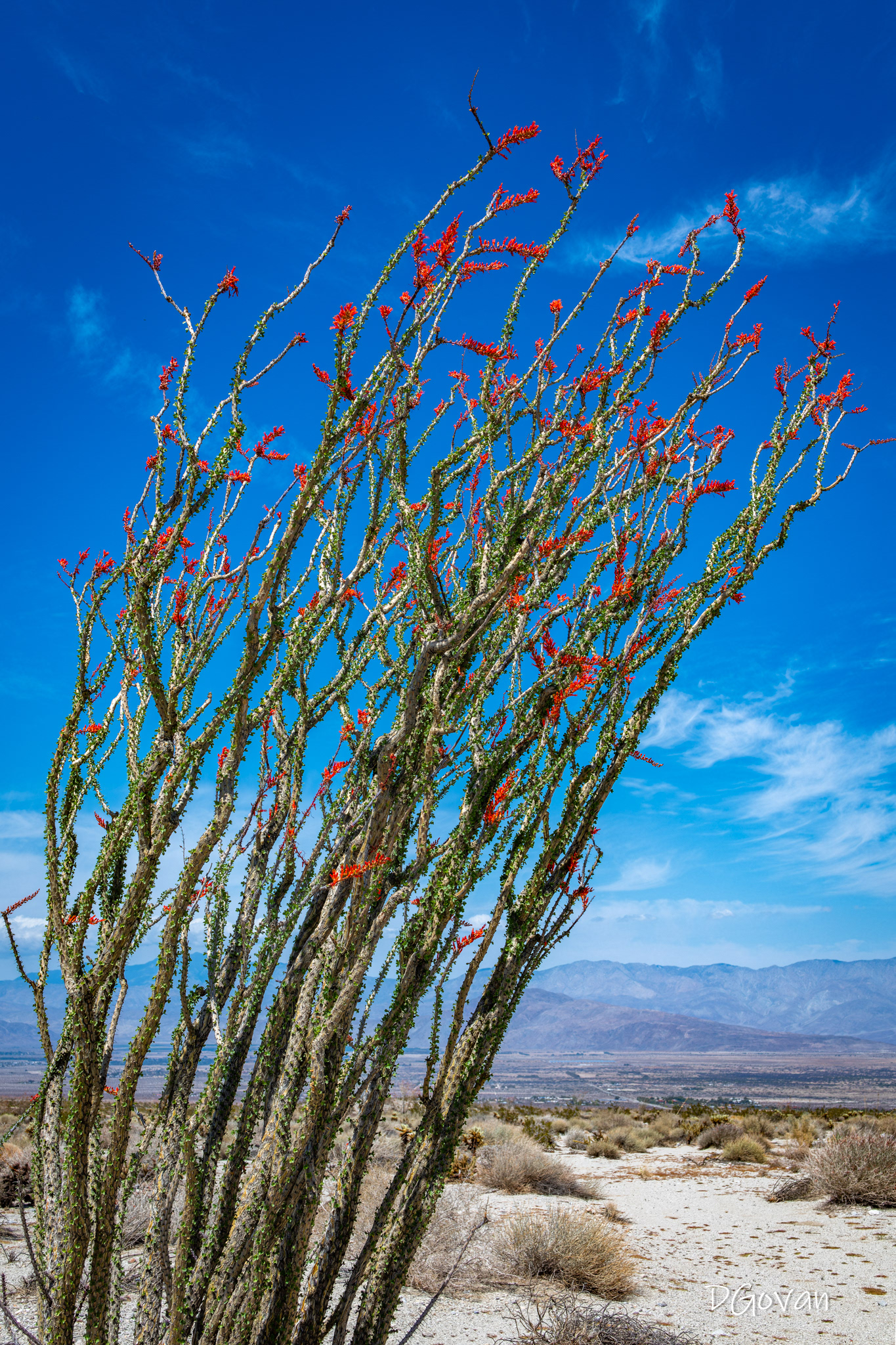 Ocotillo