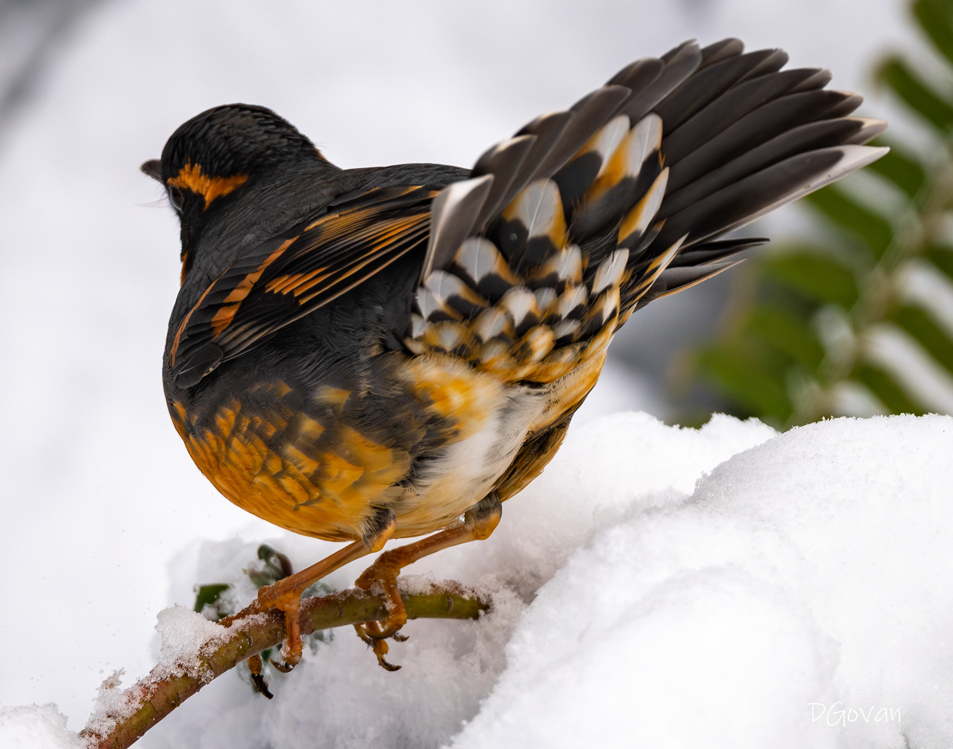 Bird Butt - Varied Thrush