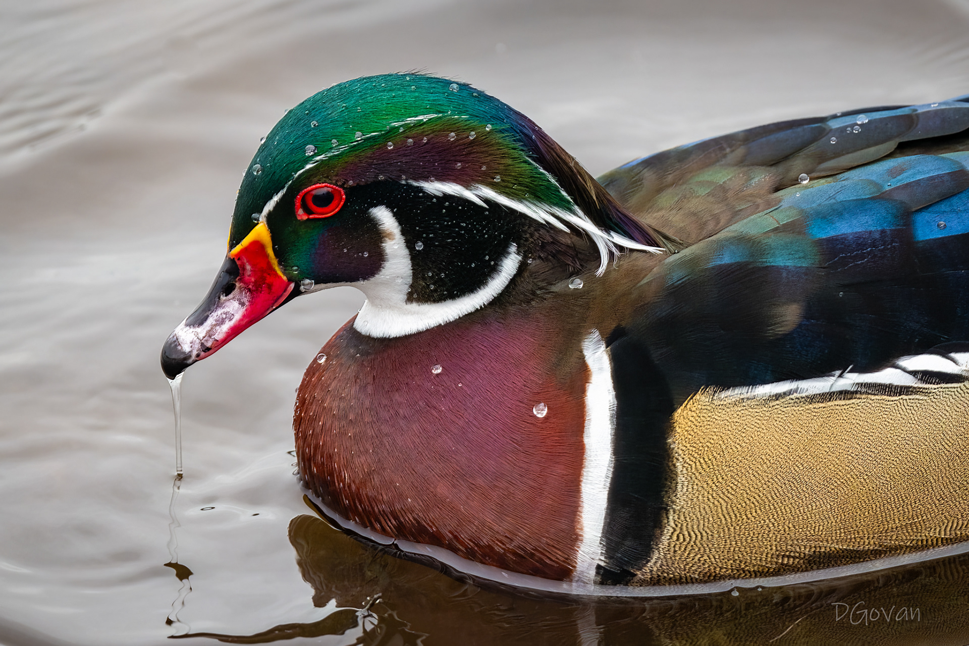 Wood Duck Male