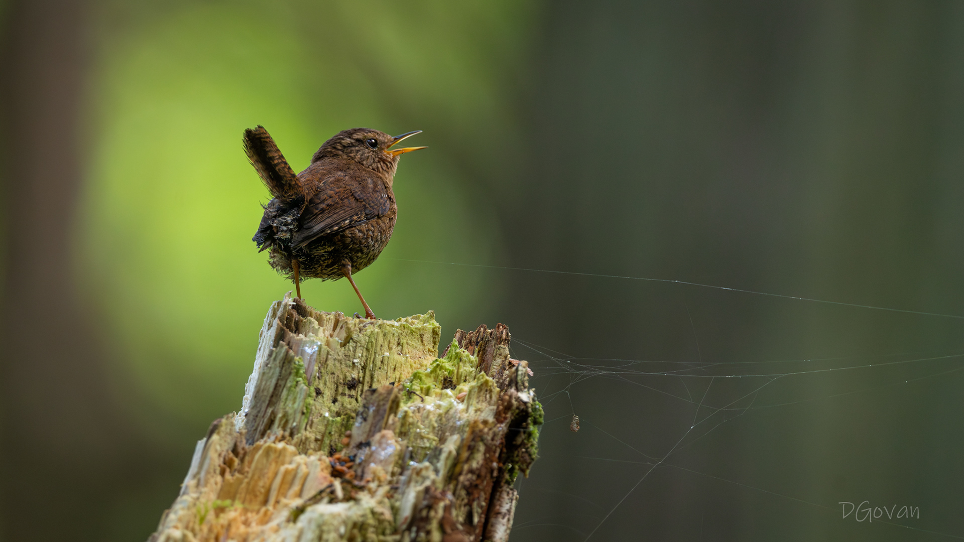 Pacific Wren