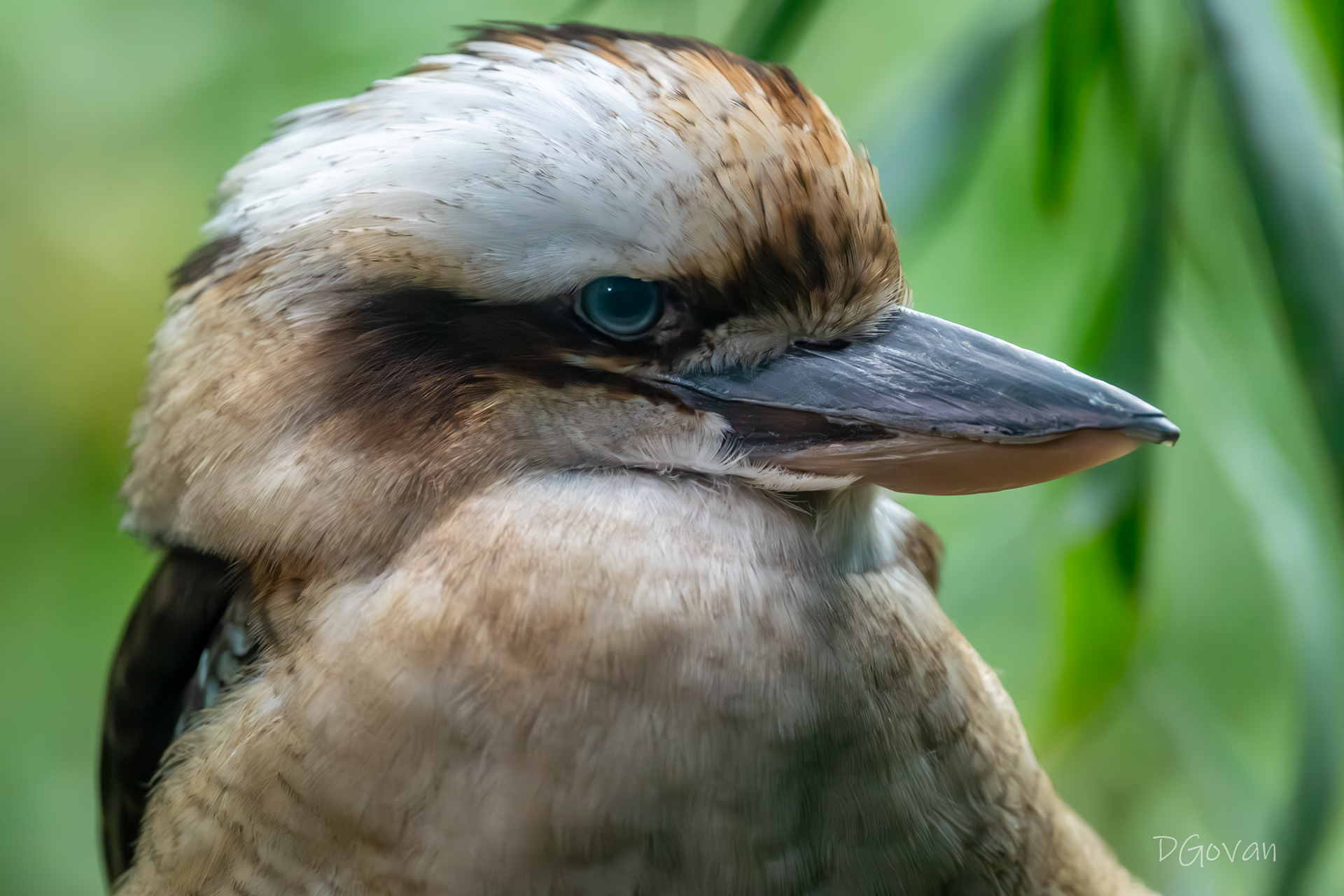 Laughing Kookaburra