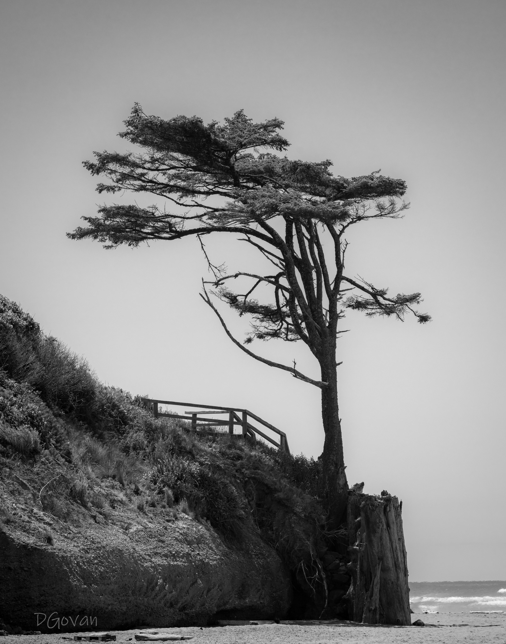 Wind Blown - Kalaloch WA