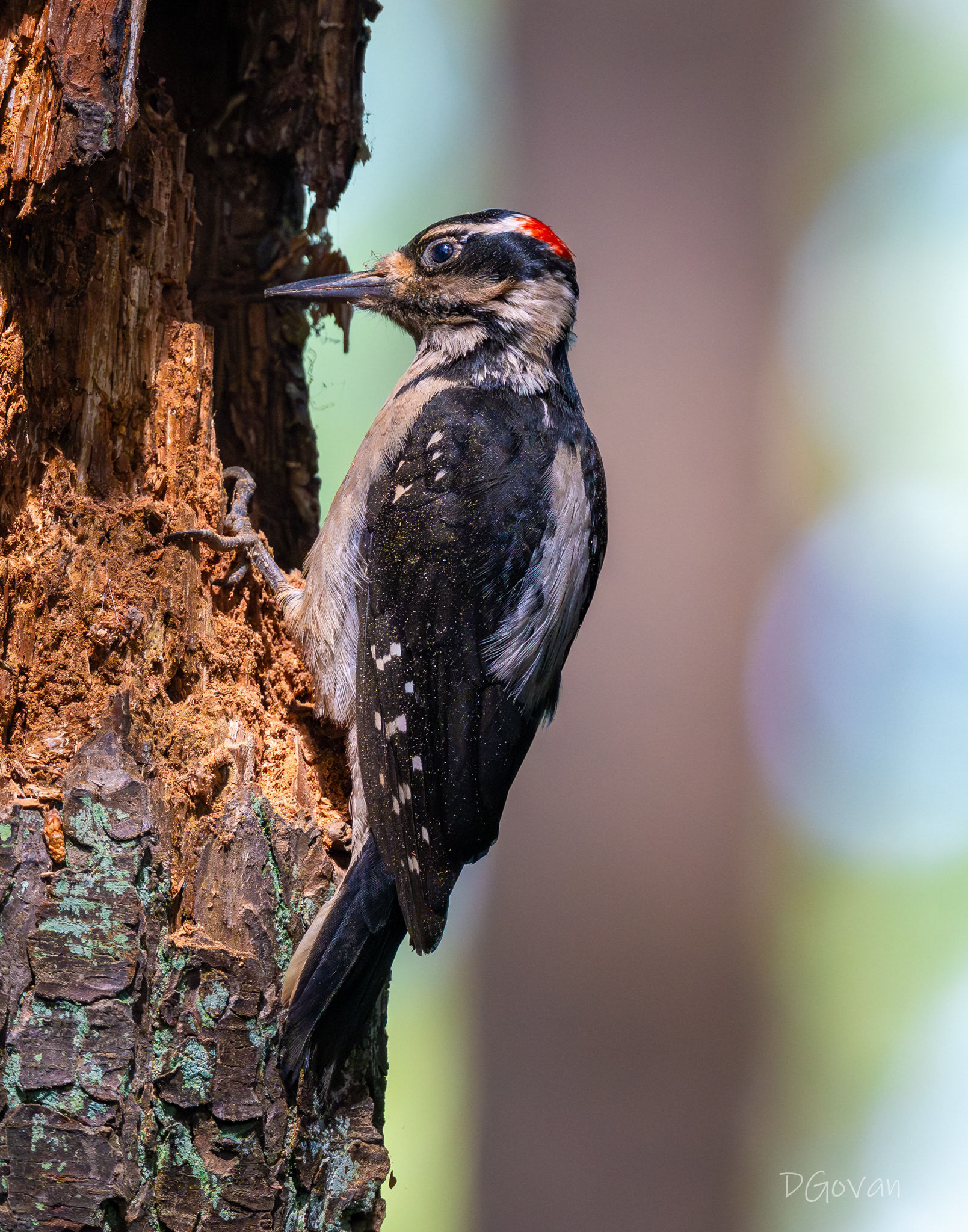 Hairy Woodpecker Male