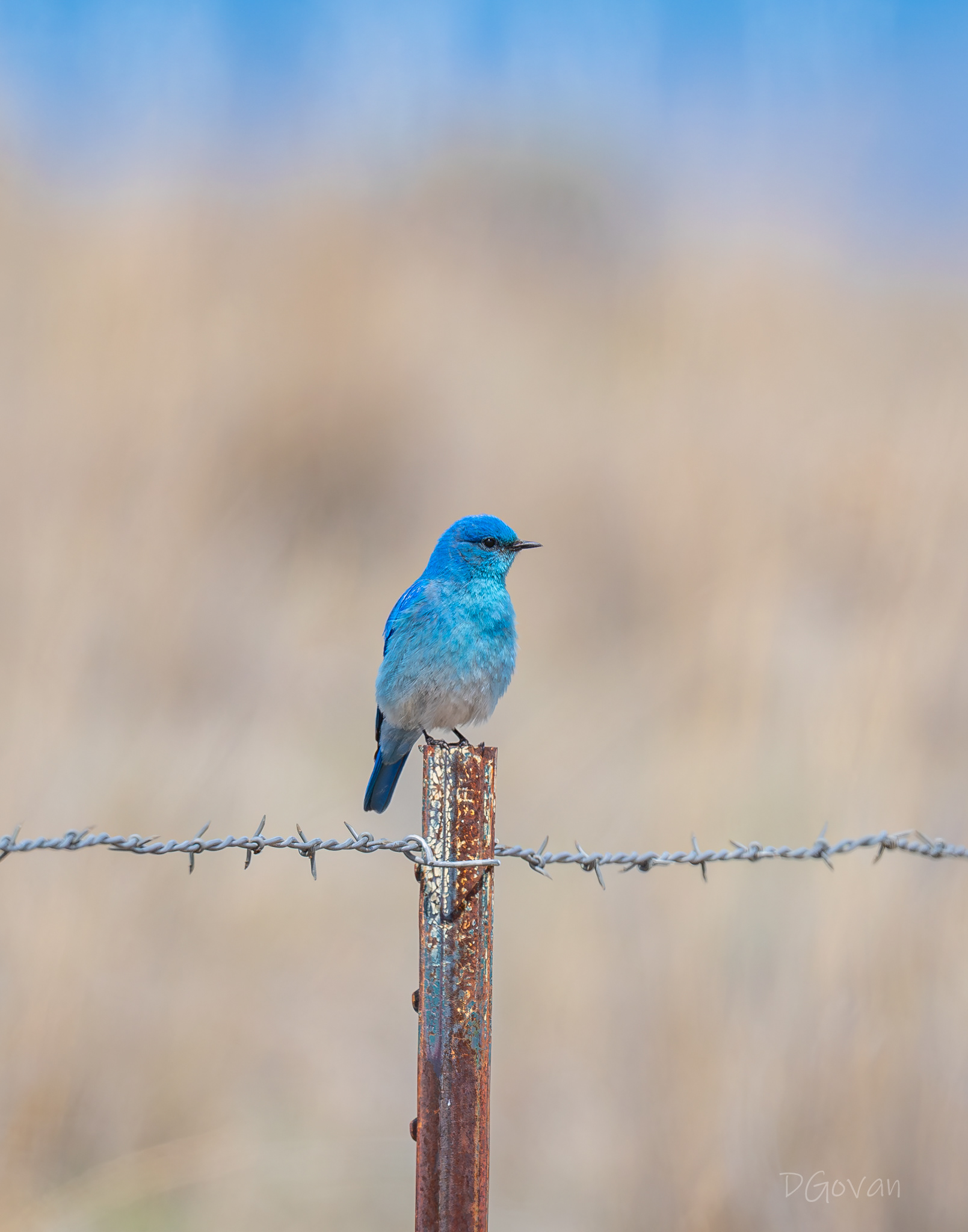 Mountain Bluebird