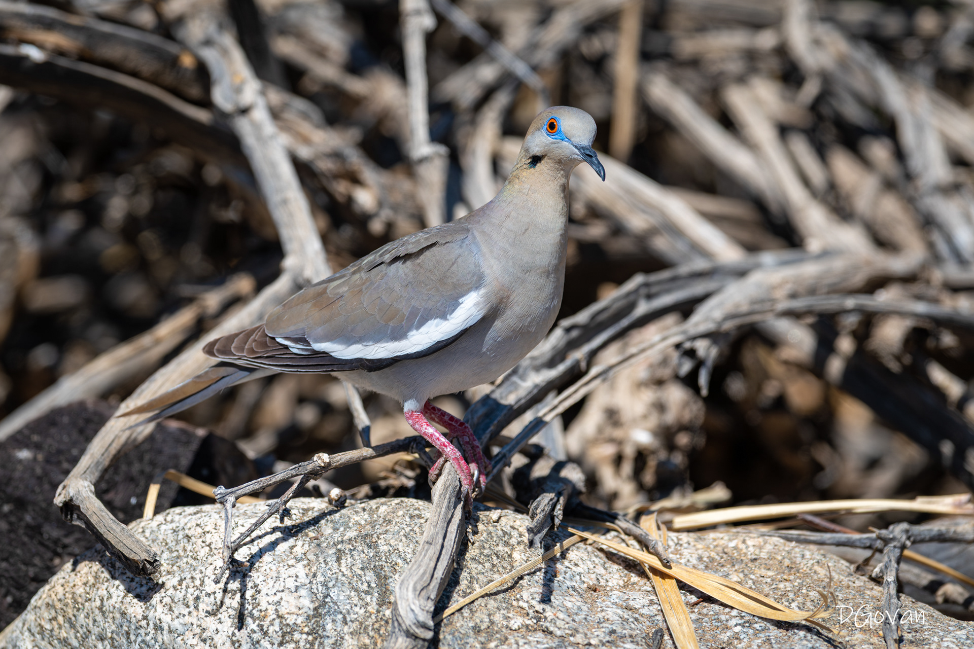 White-winged Dove