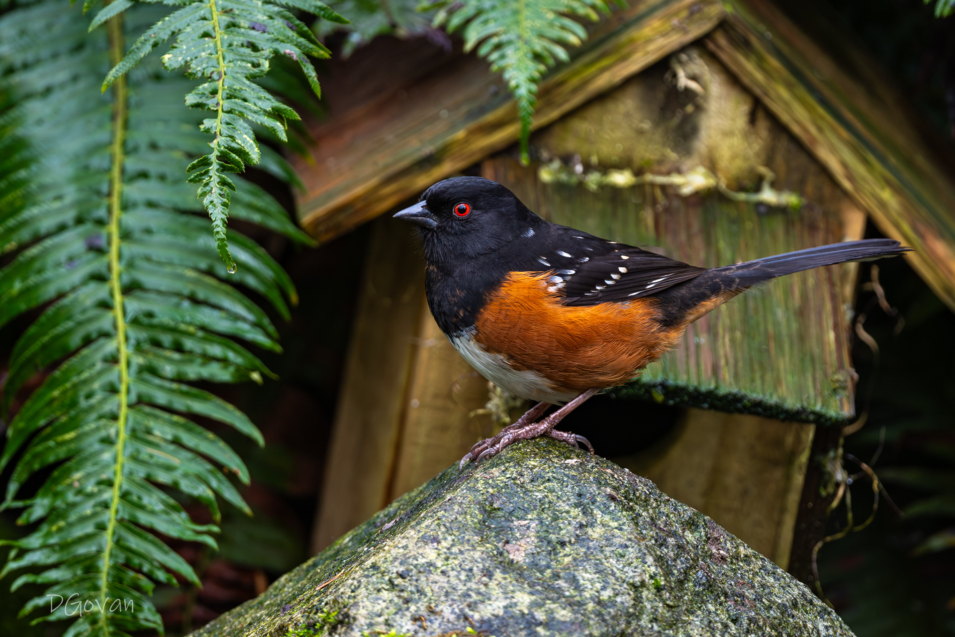 Spotted Towhee