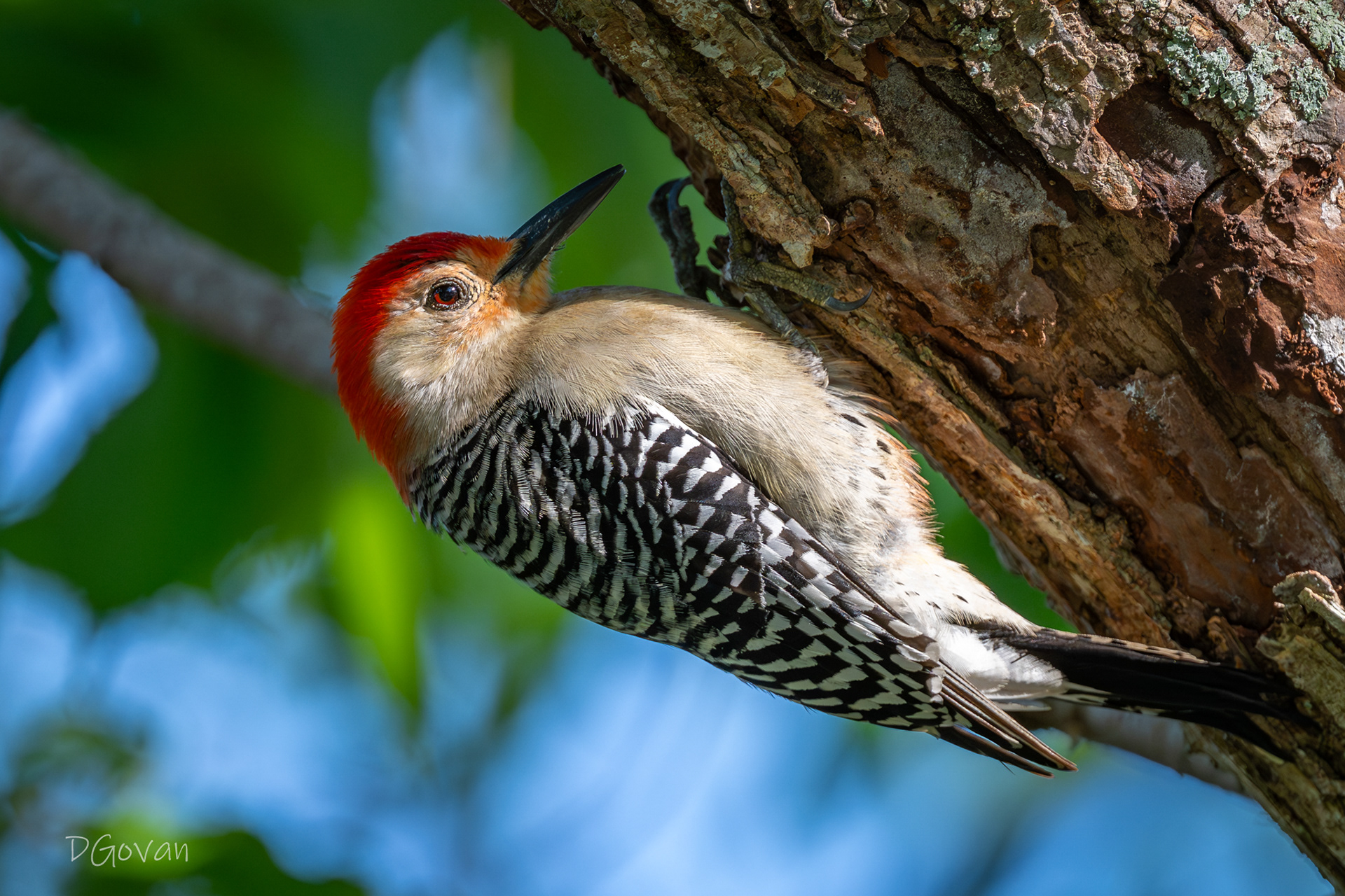 Red-bellied Woodpecker