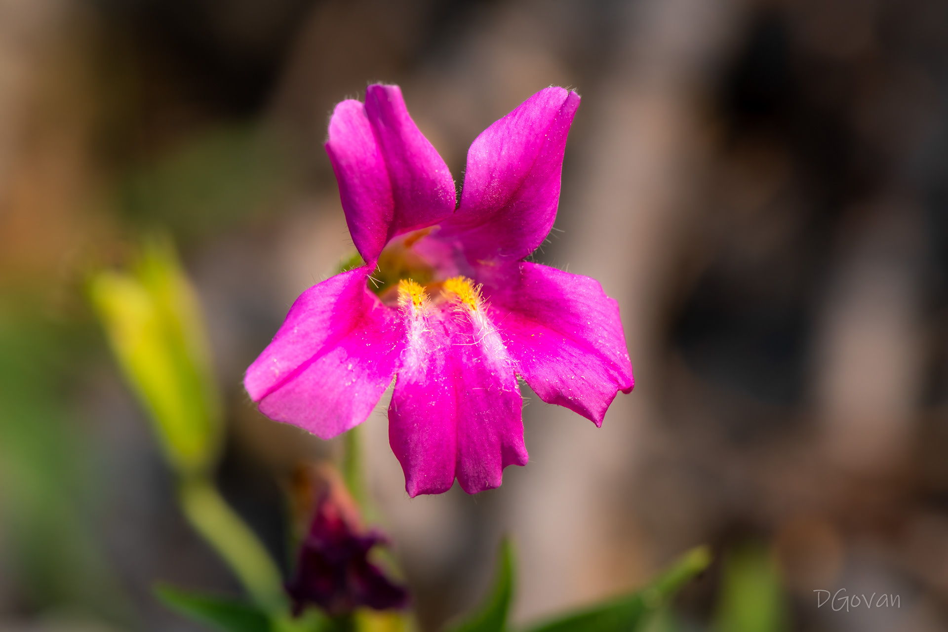Monkeyflower