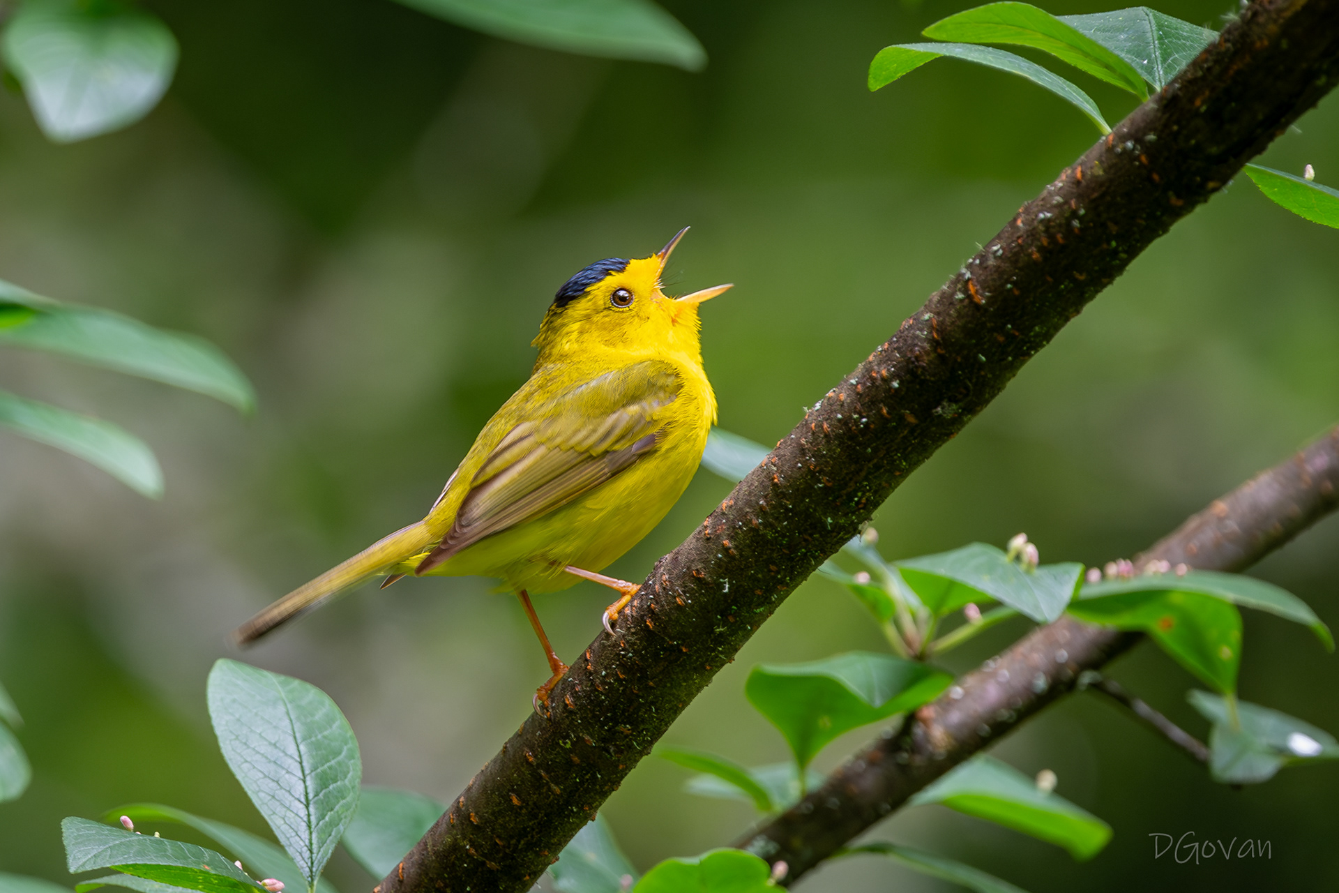 Wlson's Warbler