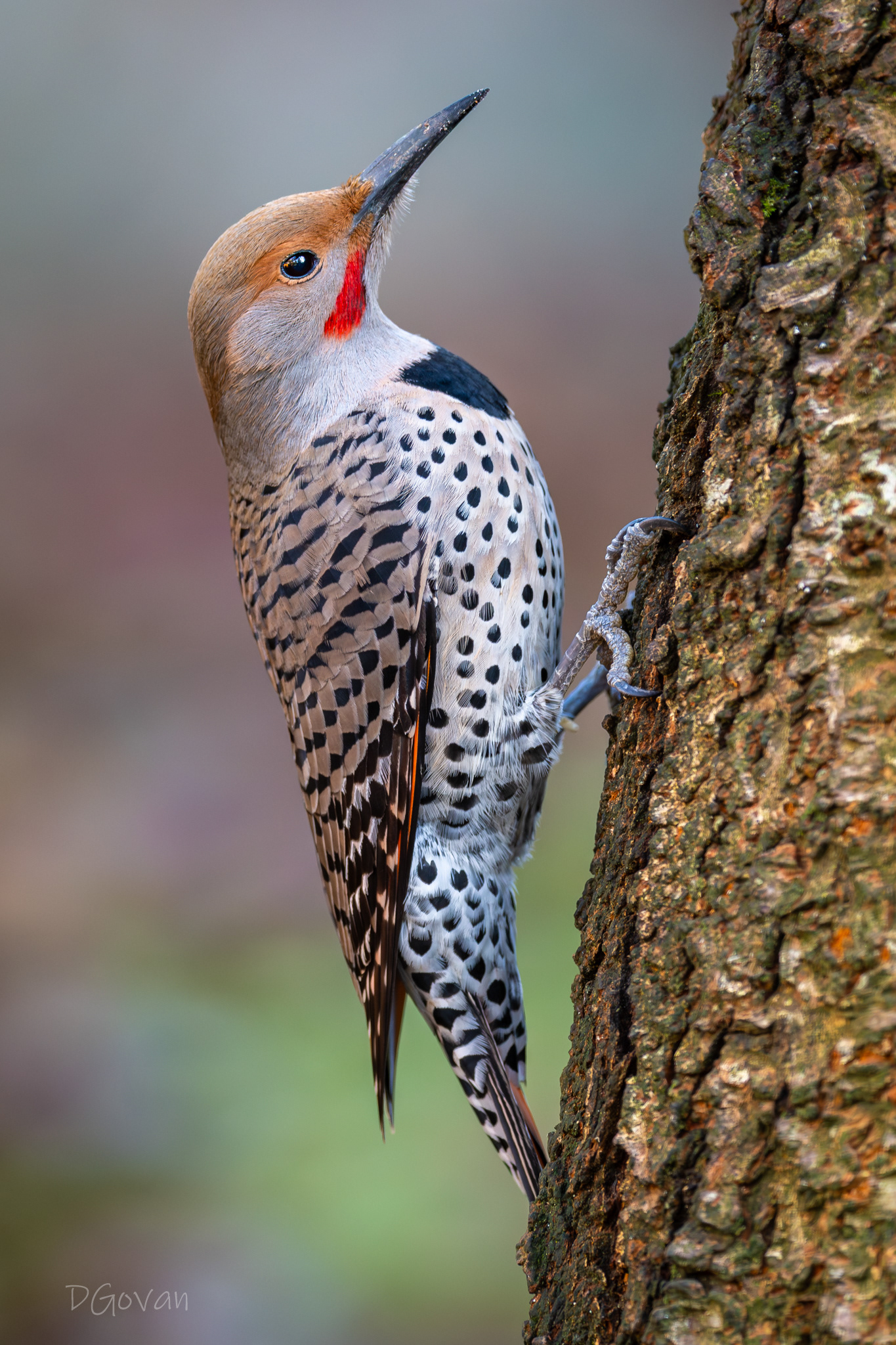 Pretty Boy - Northern Flicker