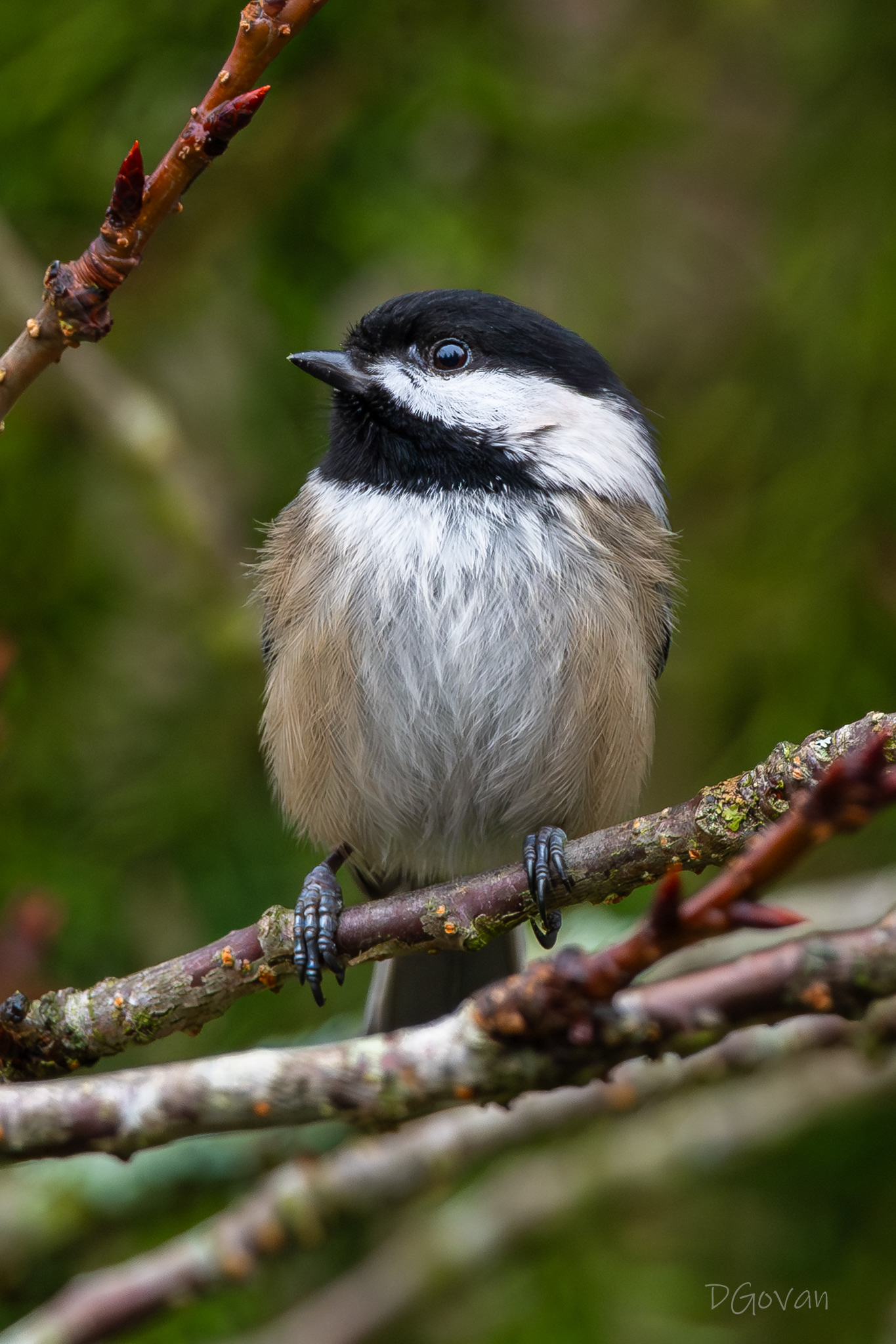 Black-capped Chickadee