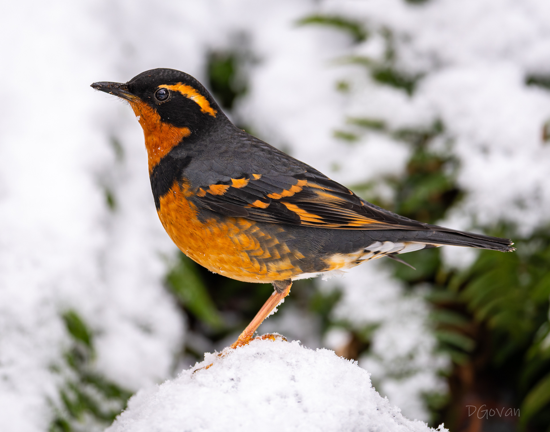 Varied Thrush Male