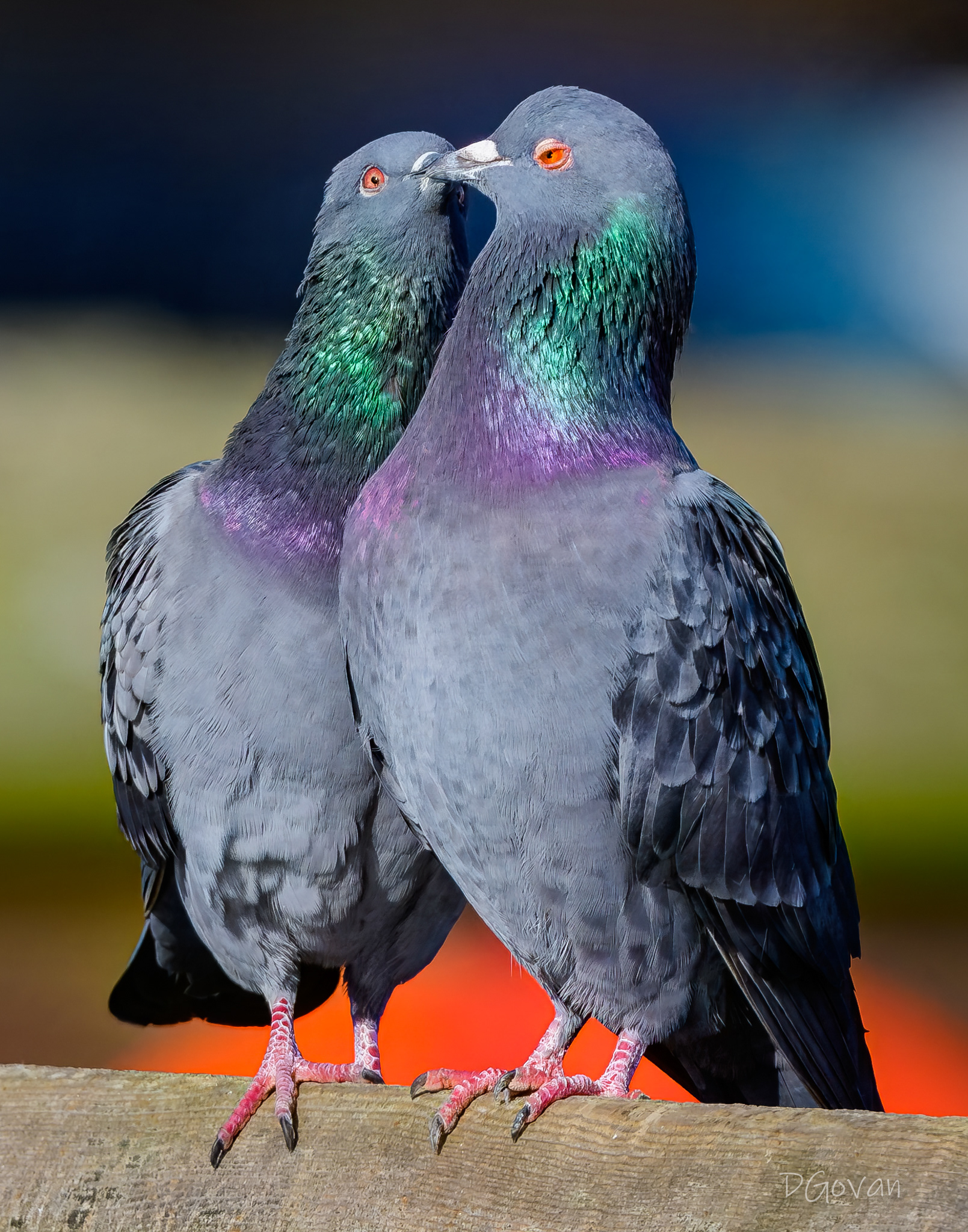 Love Birds - Pigeons