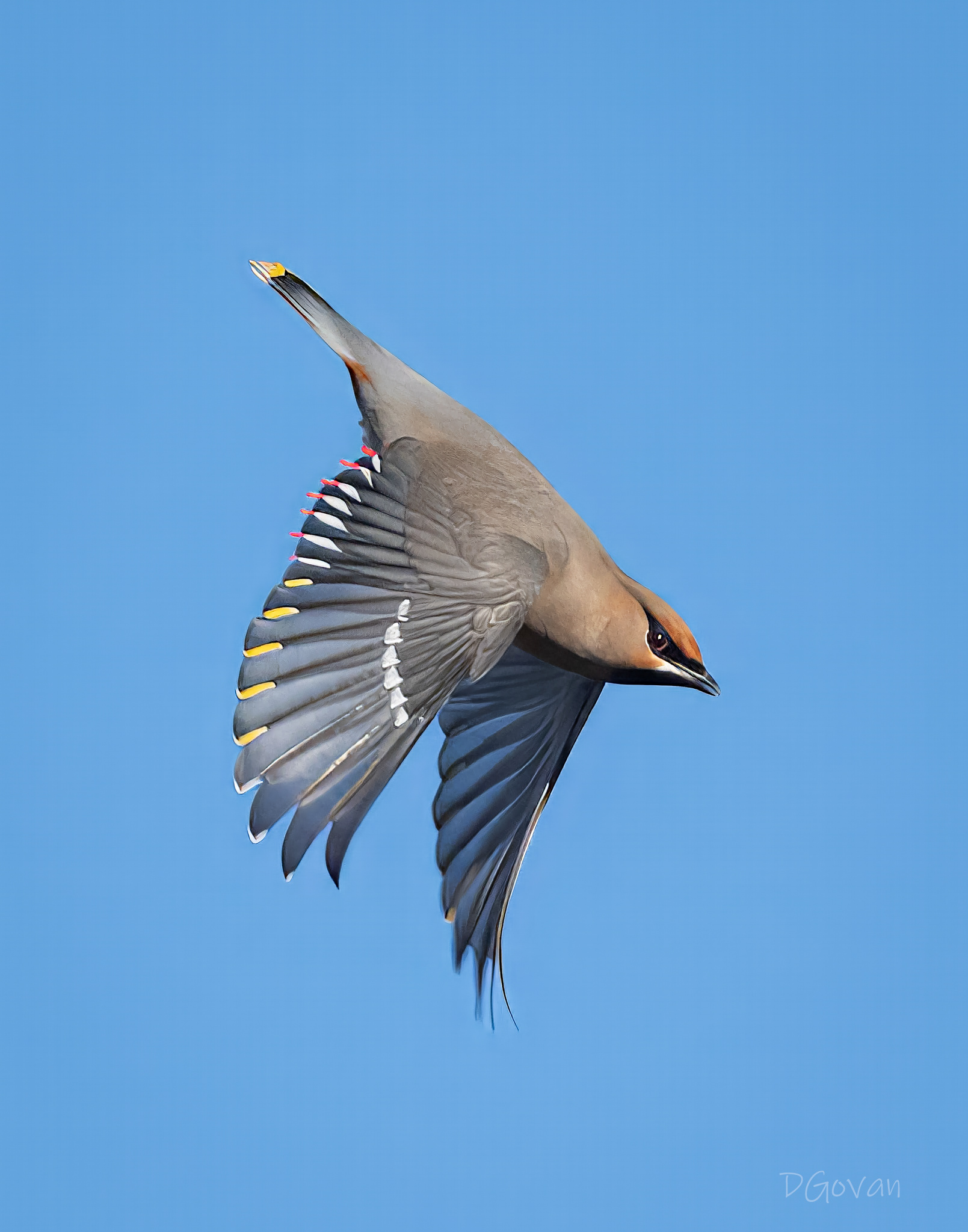 Bohemian Waxwing