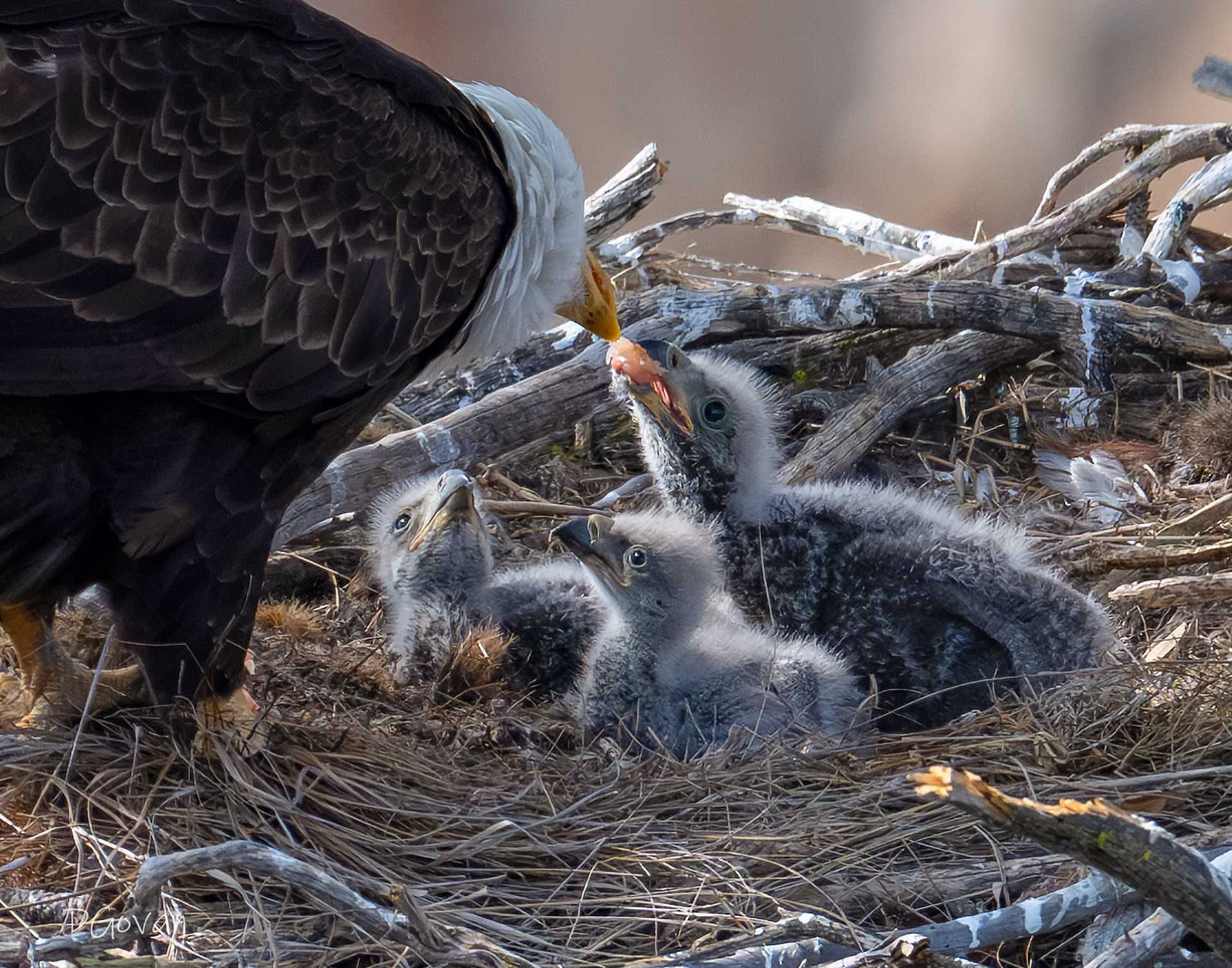 Feeding Time