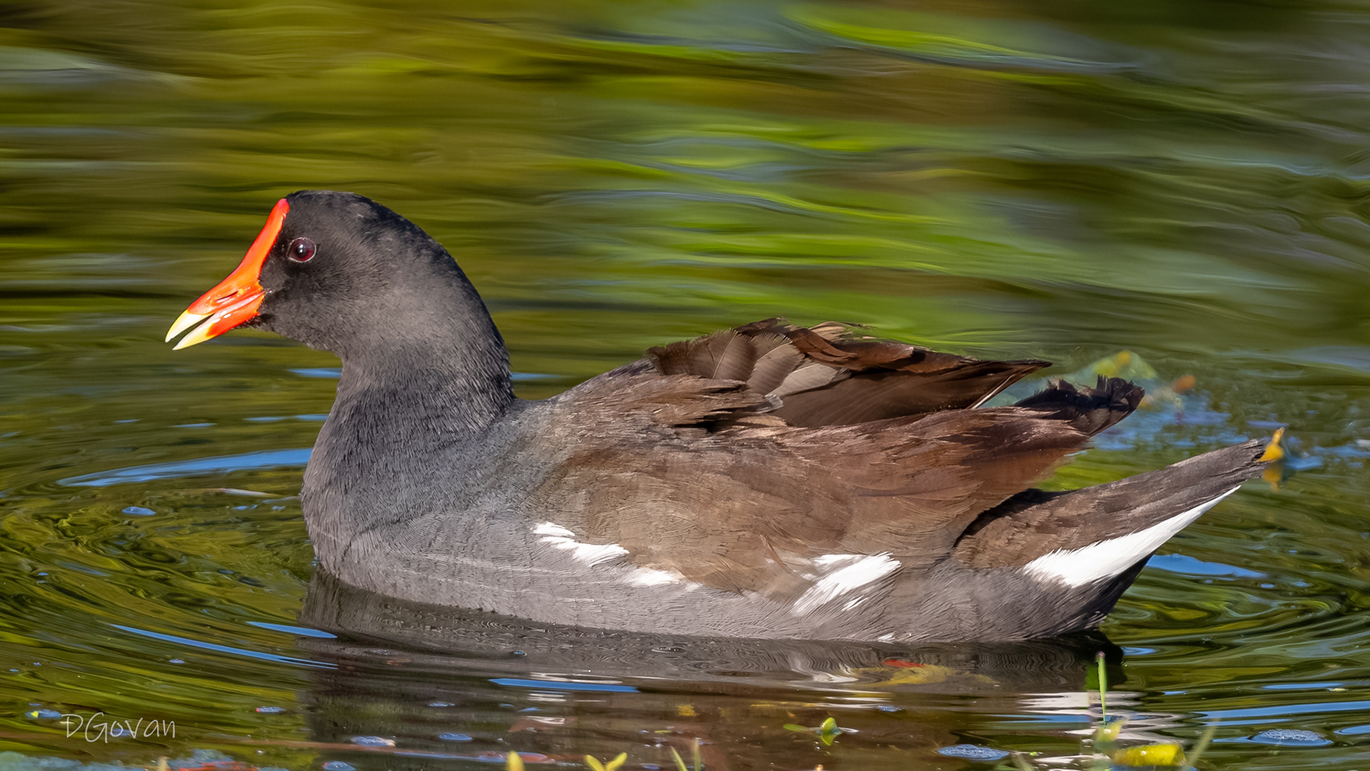 Common Gallinule