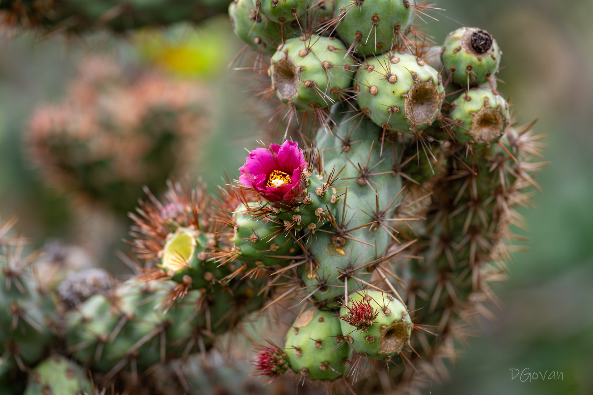 Prickly Pear