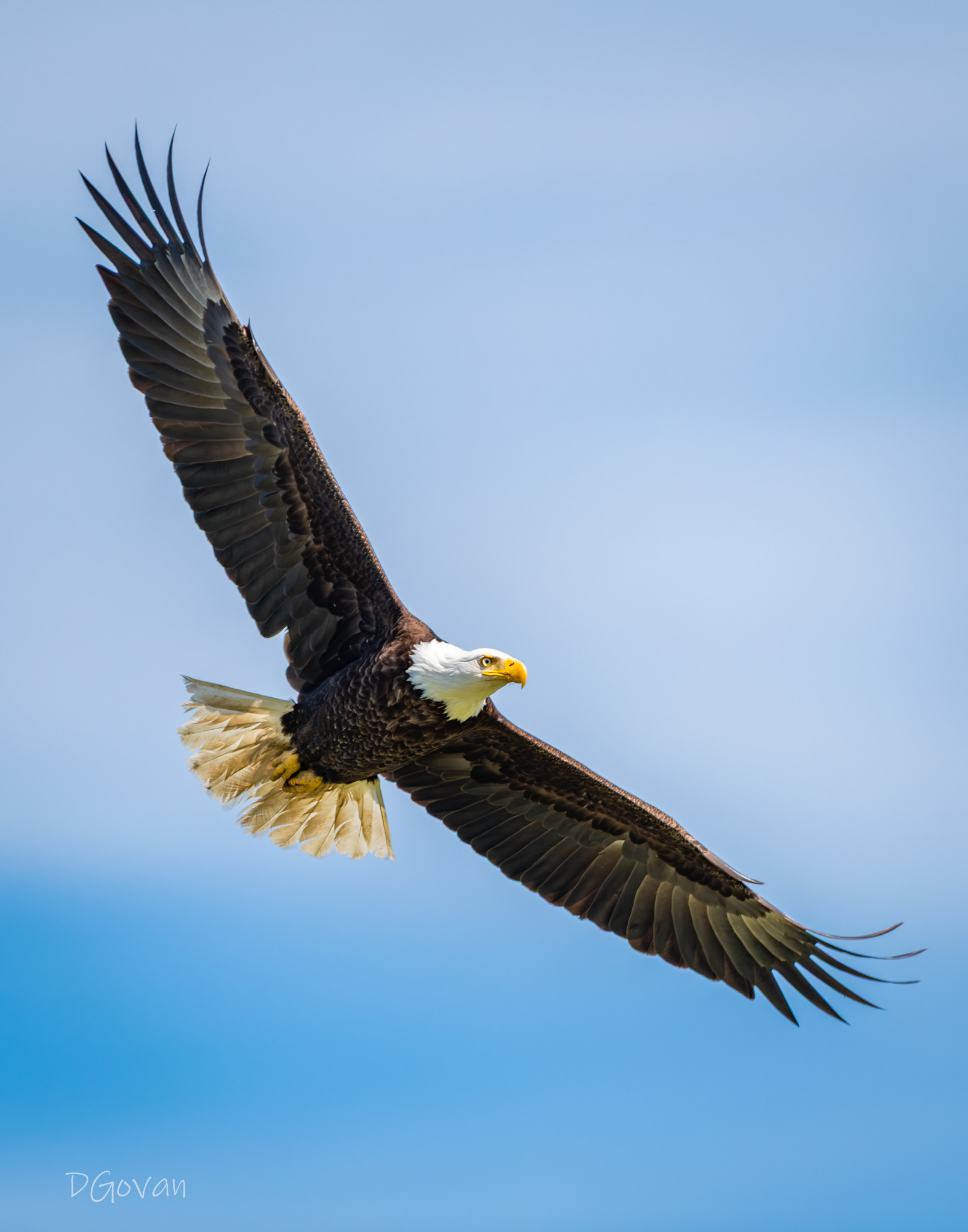 Soaring