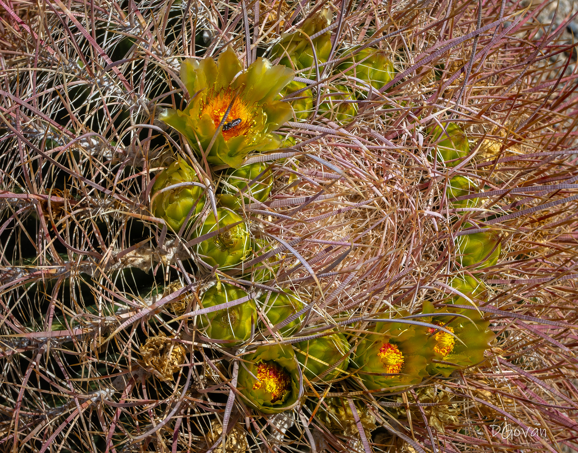 Cactus Flower