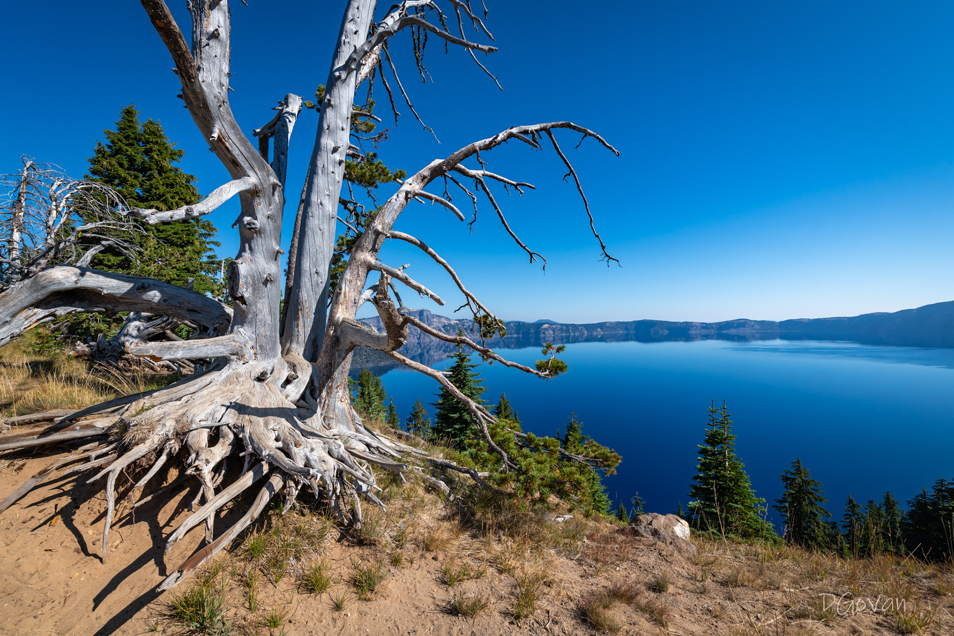 Old Whitebark Pine