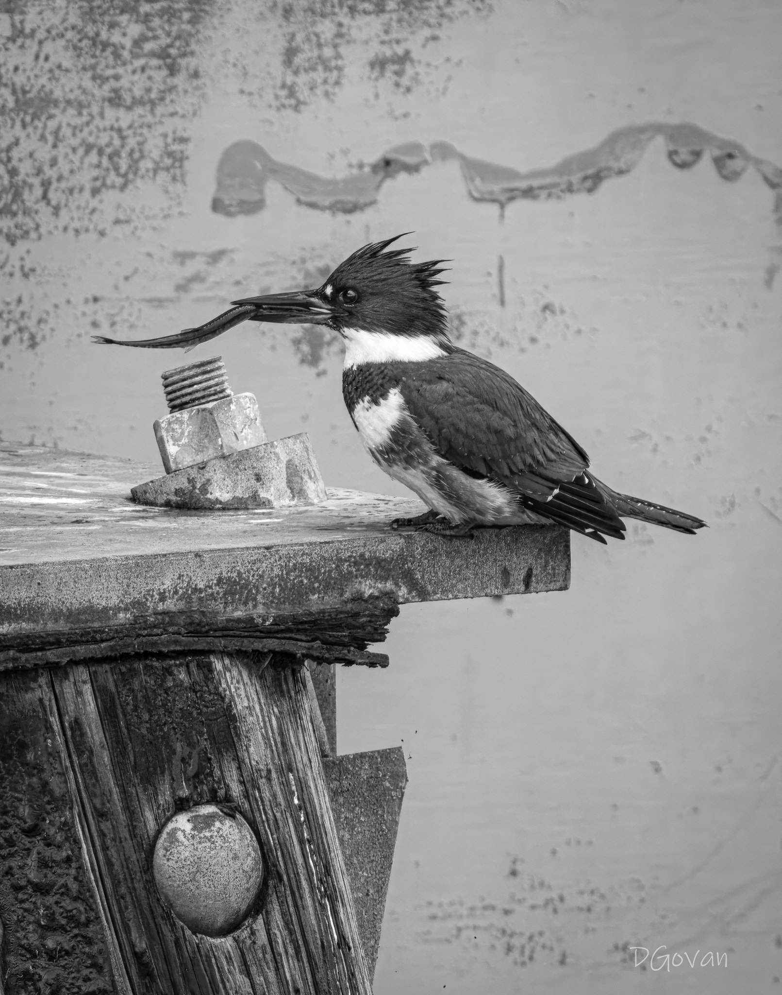 Kingfisher with a Fish