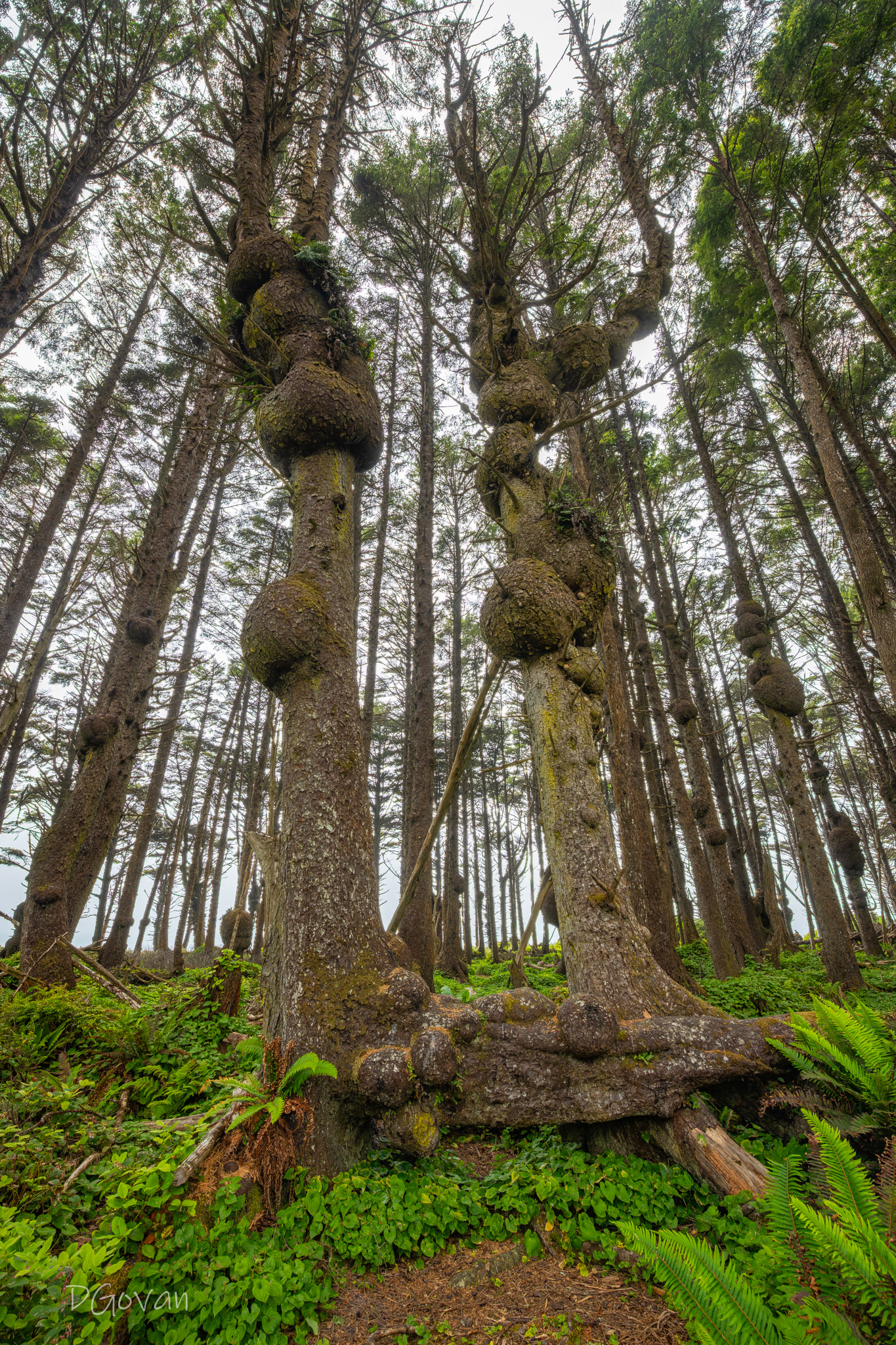 Burly, Sitka Spruce
