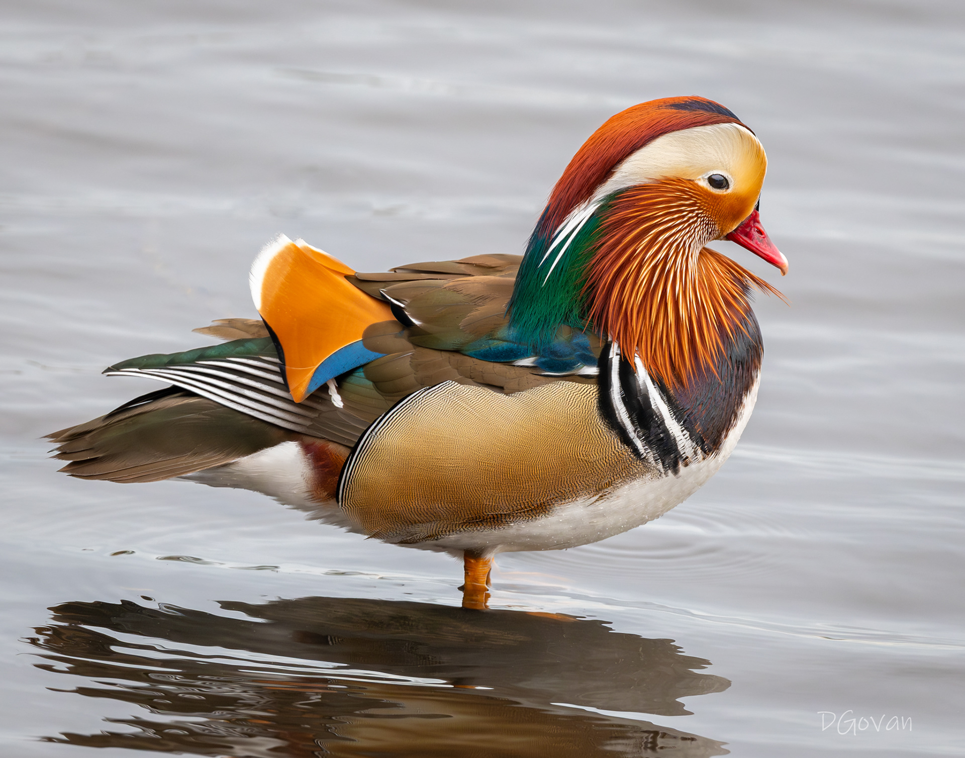 Mandarin Duck