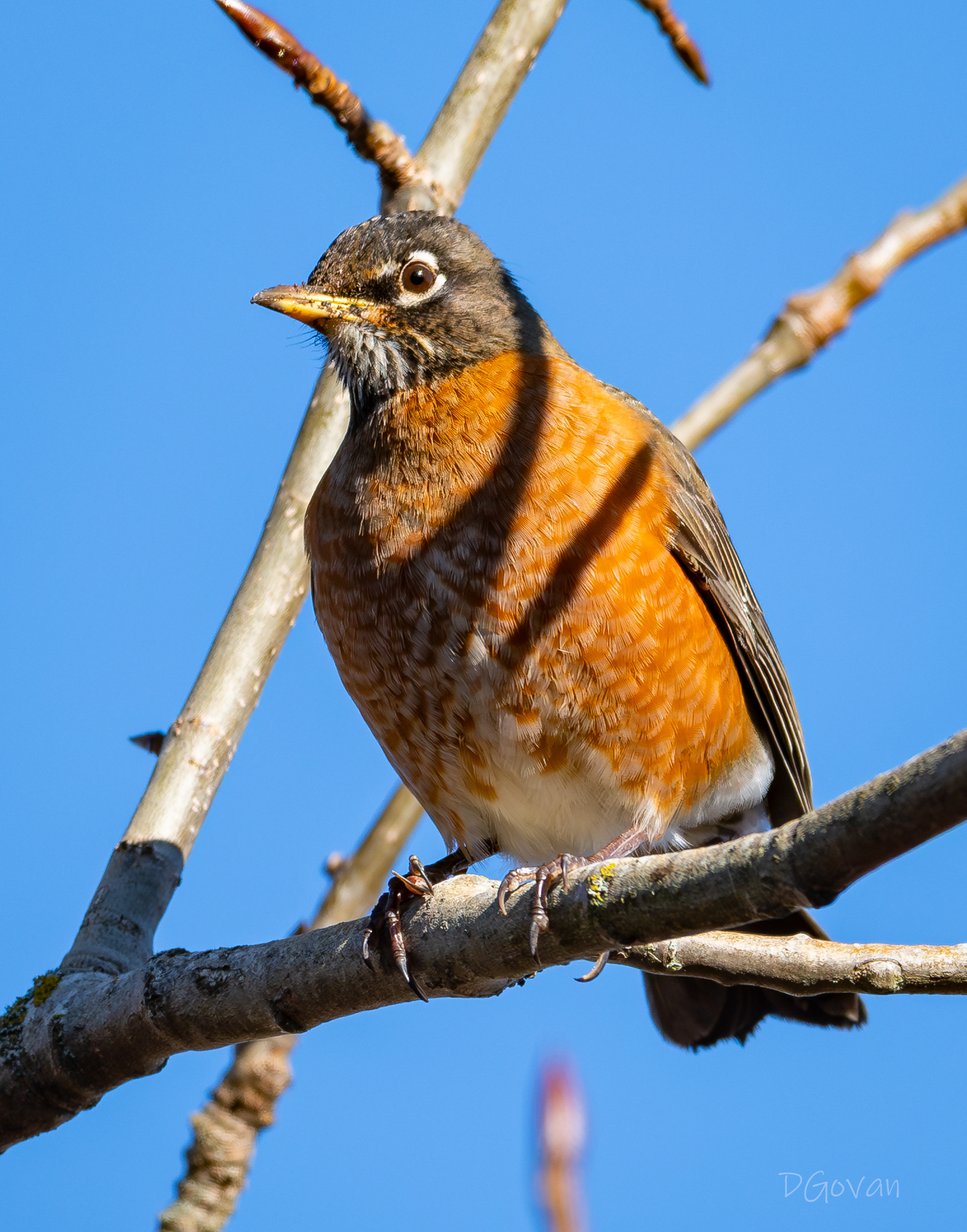 American Robin