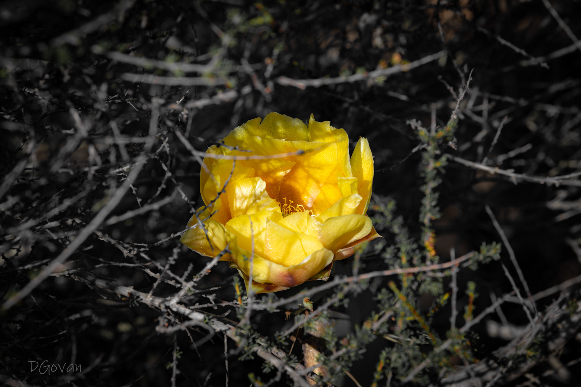 Hidden Desert Flower