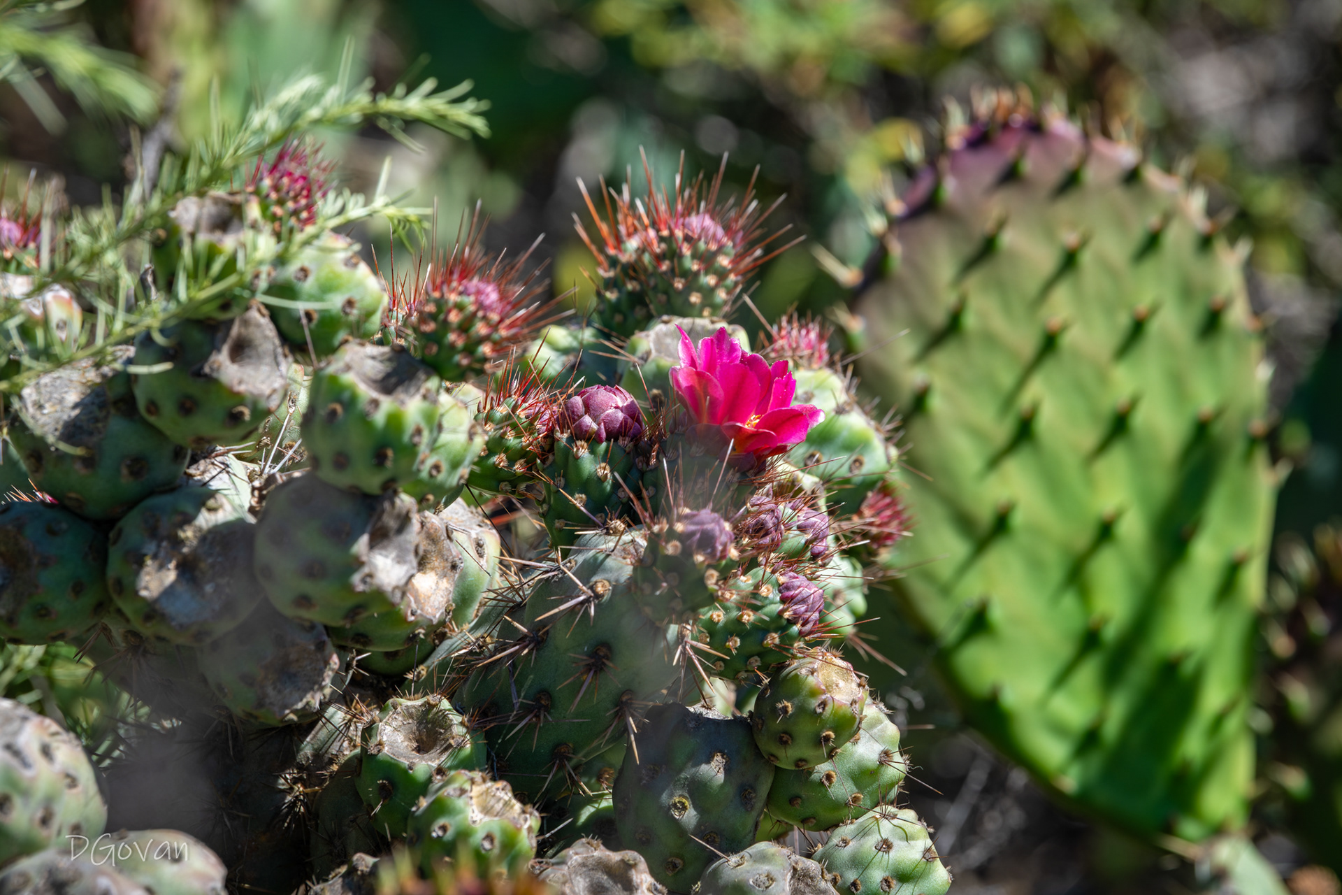 Prickly Pear Flower