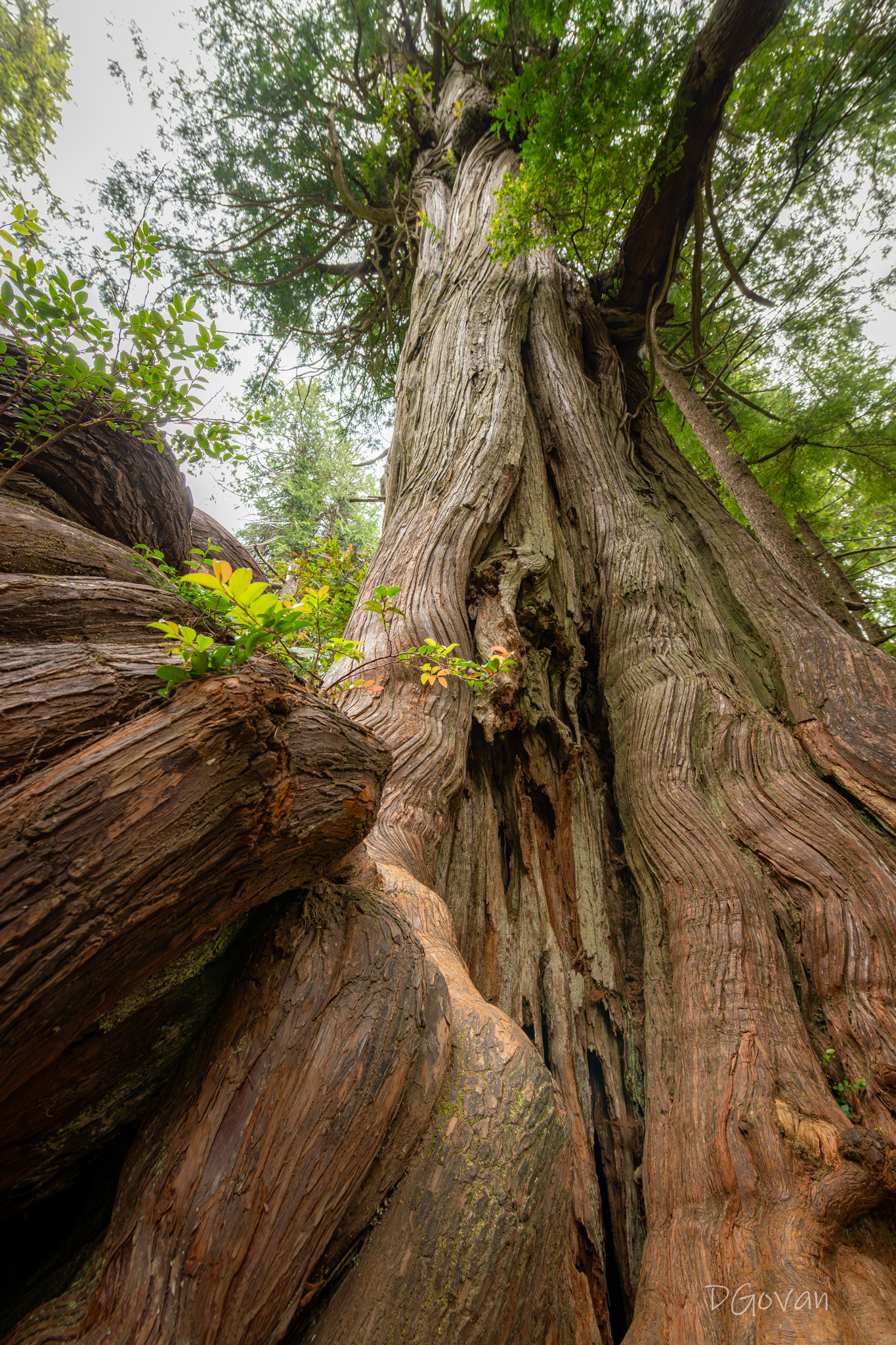 Ancient Cedar