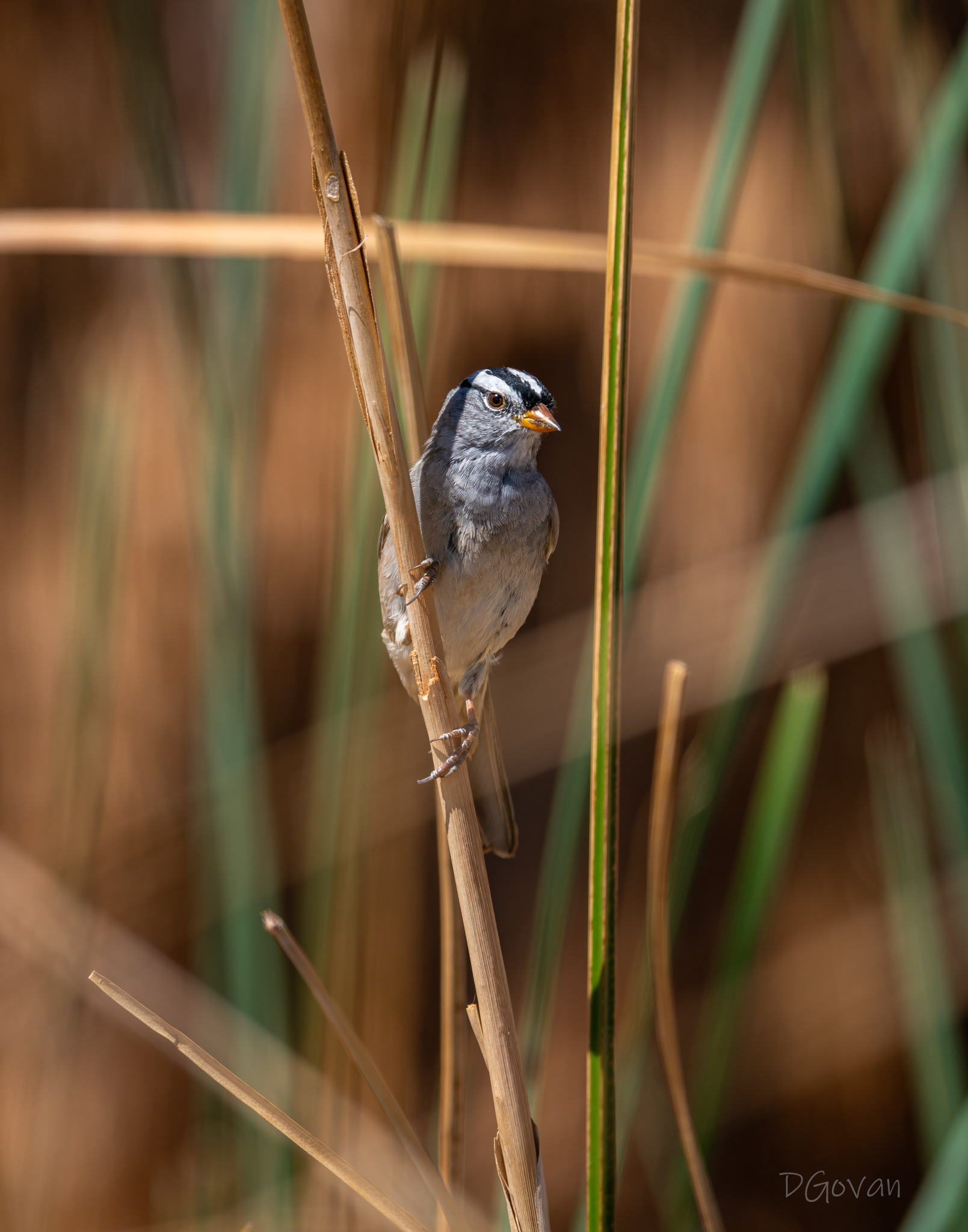White-crowned Sparrow