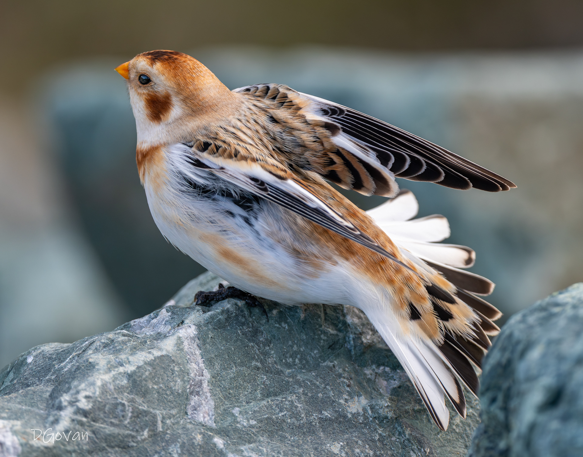 Snow Bunting