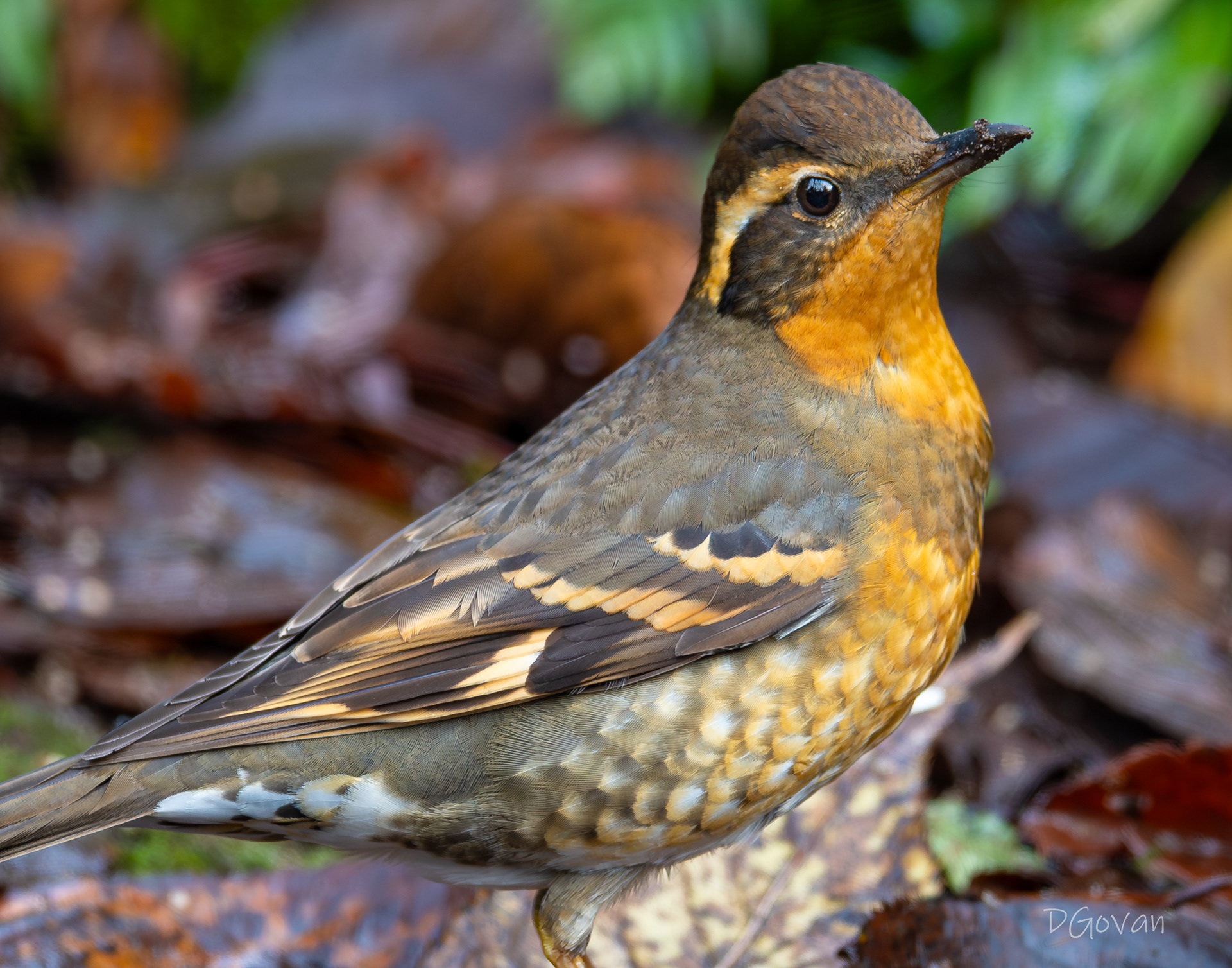 Varied Thrush Female