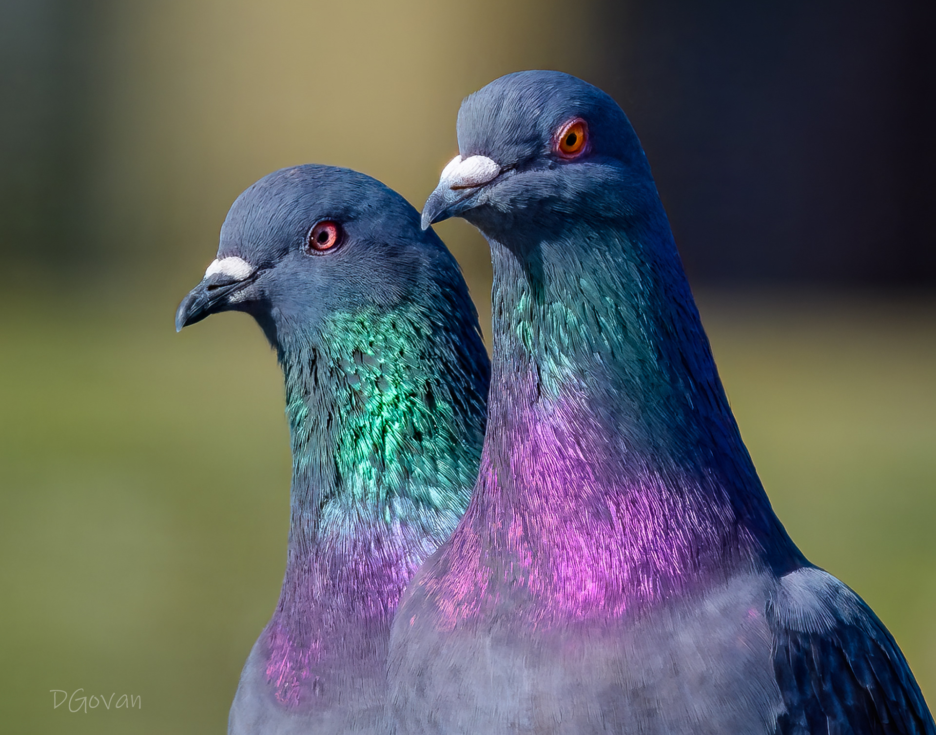 Pigeons