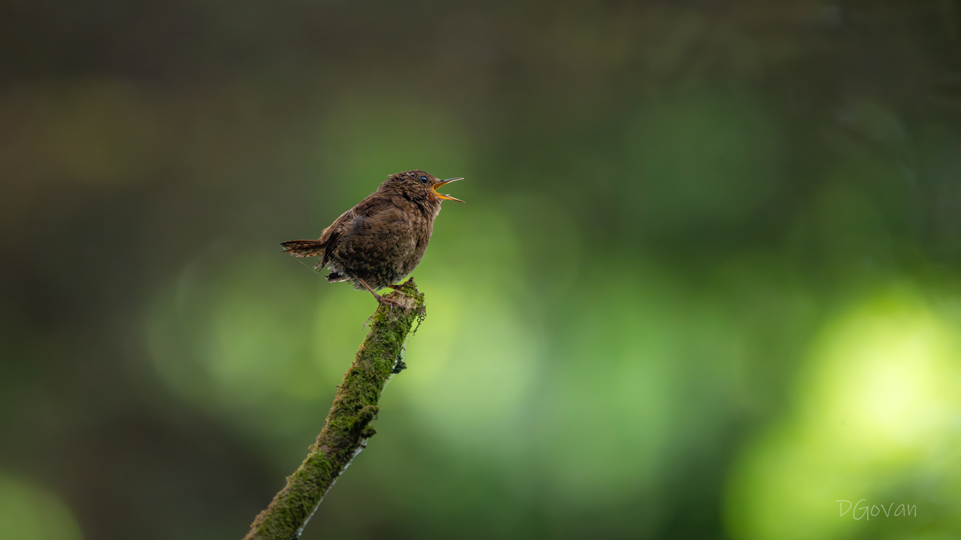 Pacific Wren